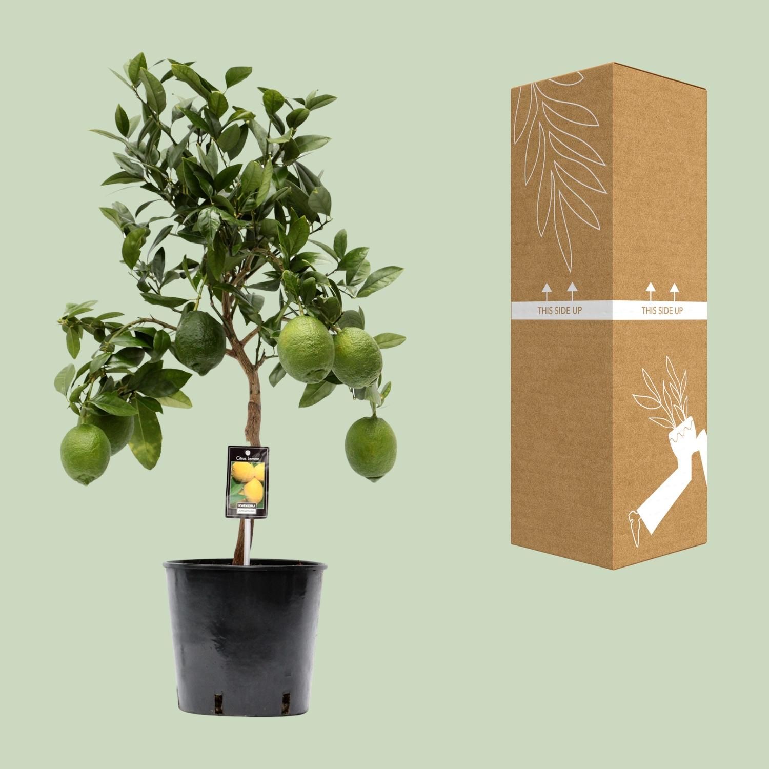 Zitronenpflanze Citrus Lemon