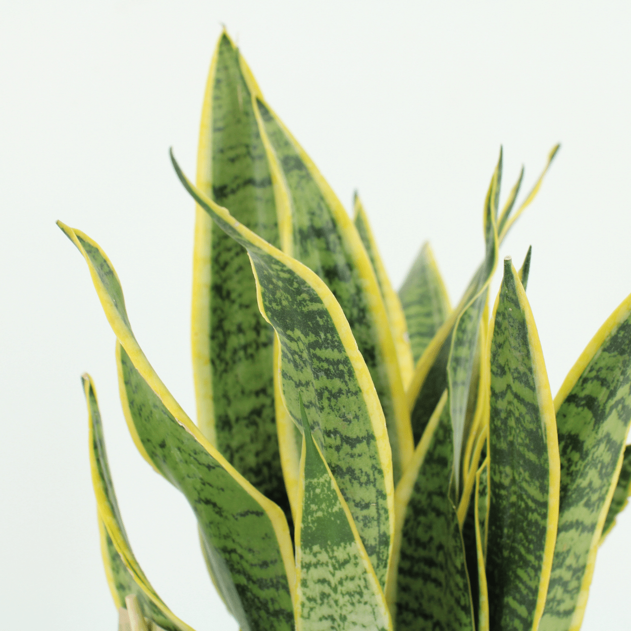 Sansevieria Laurentii Zimmerpflanze Frauenzunge