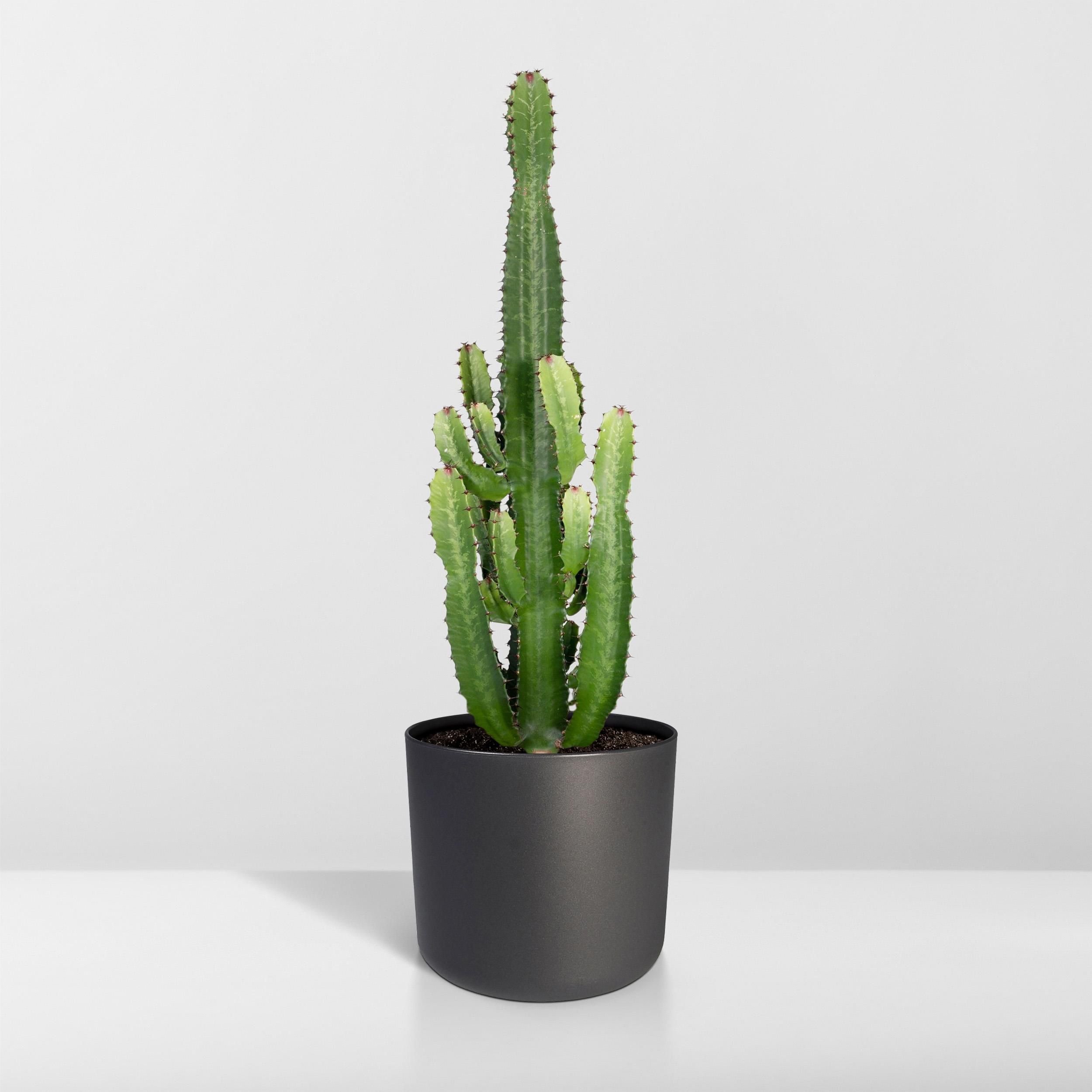 Euphorbia Acrurensis Exotische Zimmerpflanze
