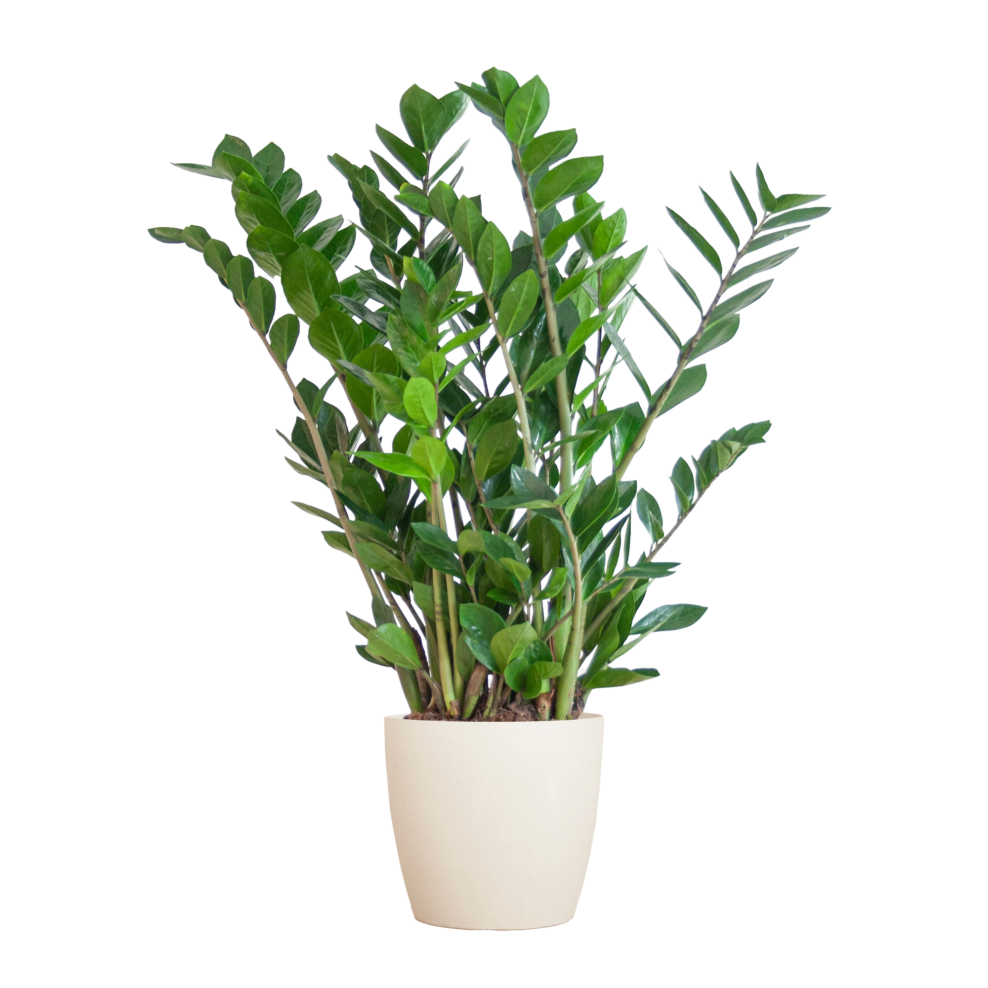 Zamioculcas Zamiifolia | 80cm Wuchshöhe | Weißer Topf Ø21