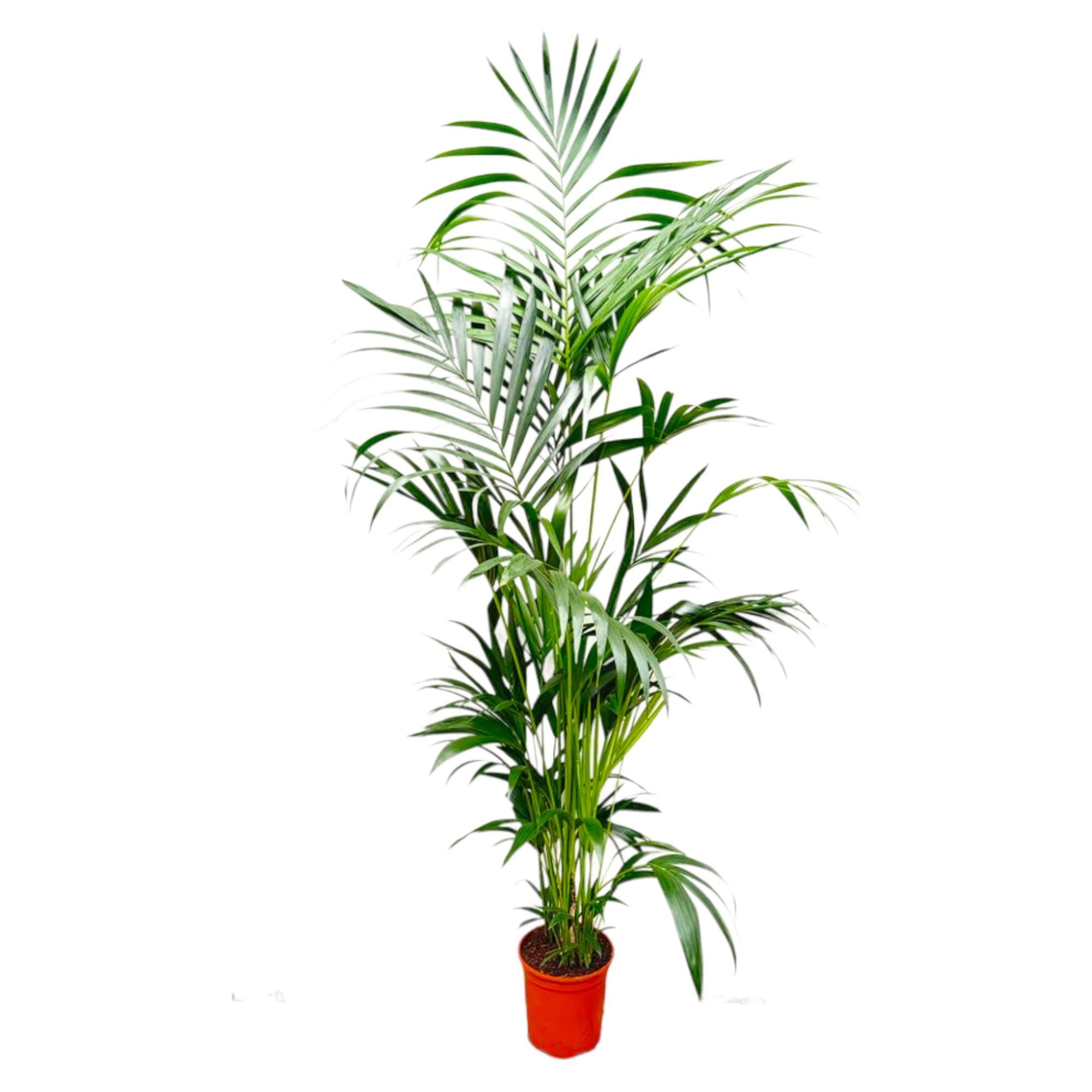 Kentia Palme - Elegante Zimmerpflanze mit tropischem Flair