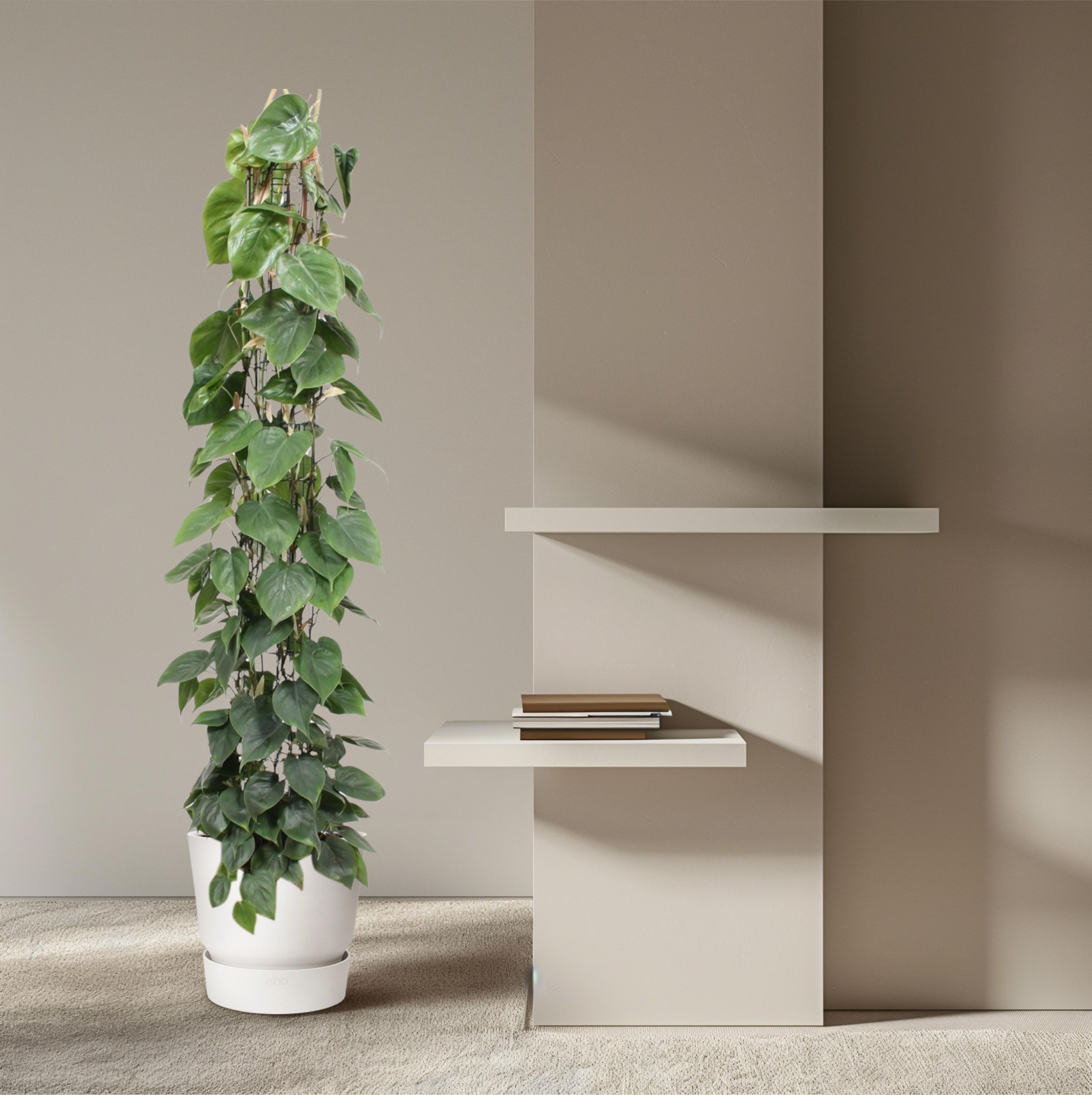 Philodendron Green Wonder Zimmerpflanze