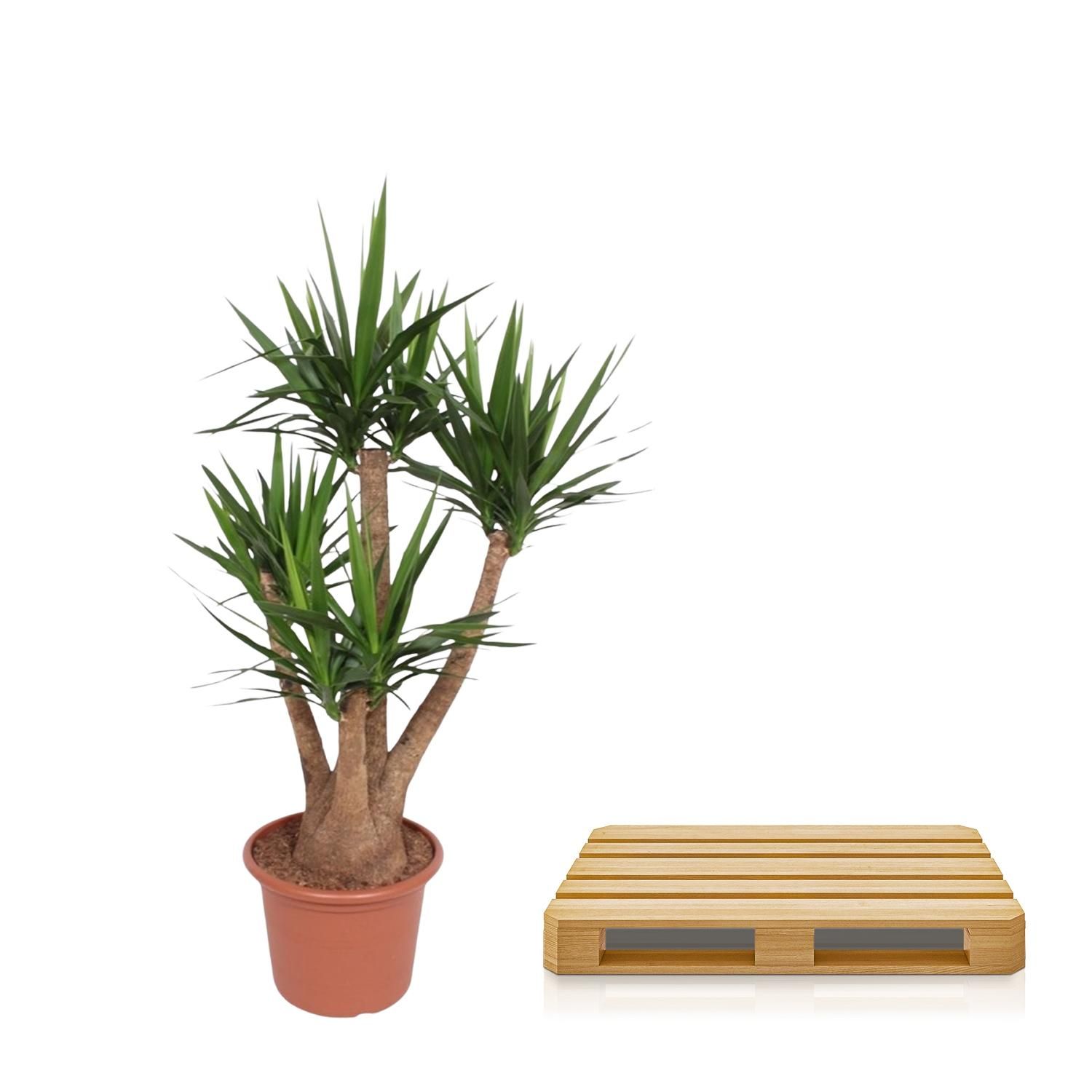 Yucca Elephantipes verzweigt Zimmerpflanze