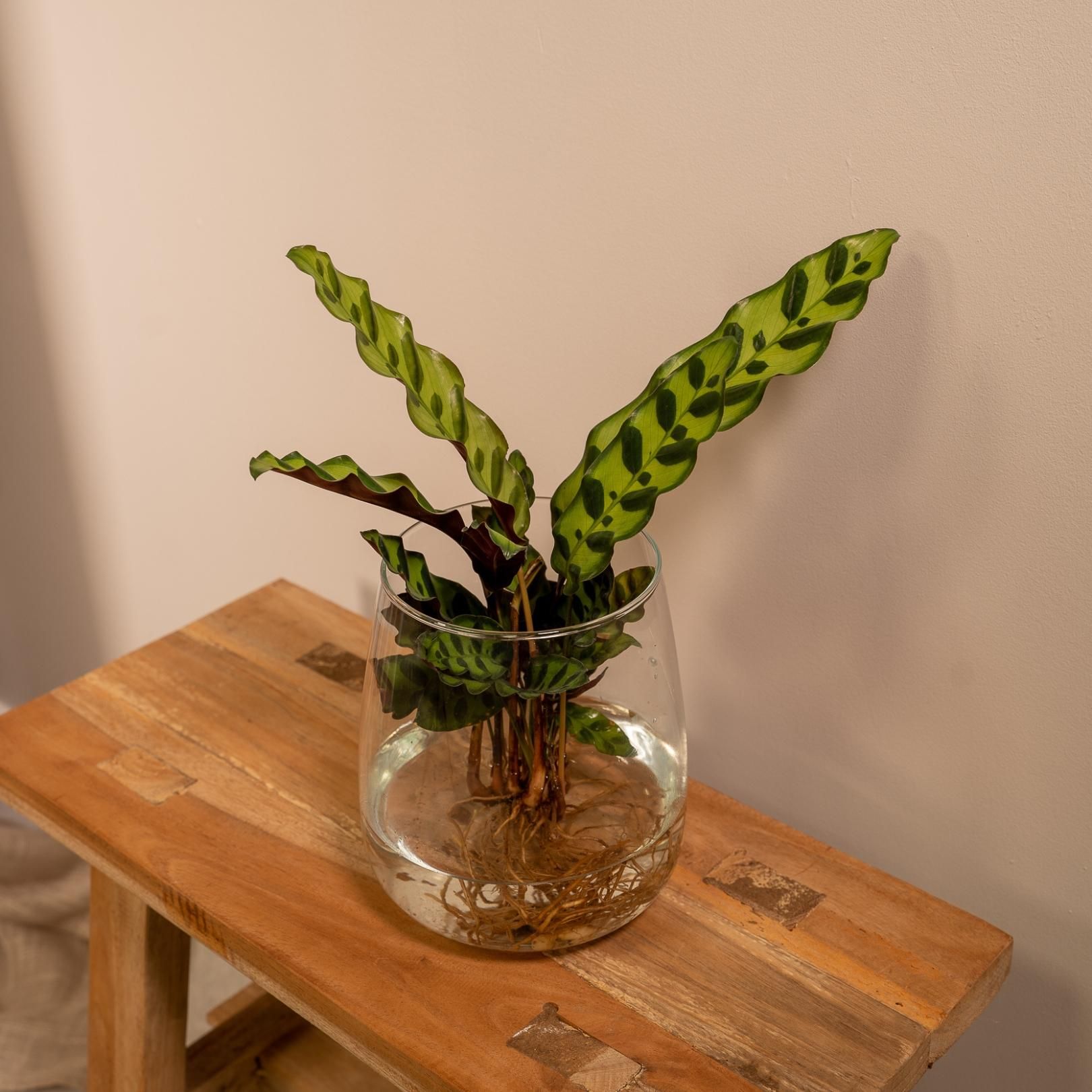 Calathea Insignis Hydroponische Zimmerpflanze