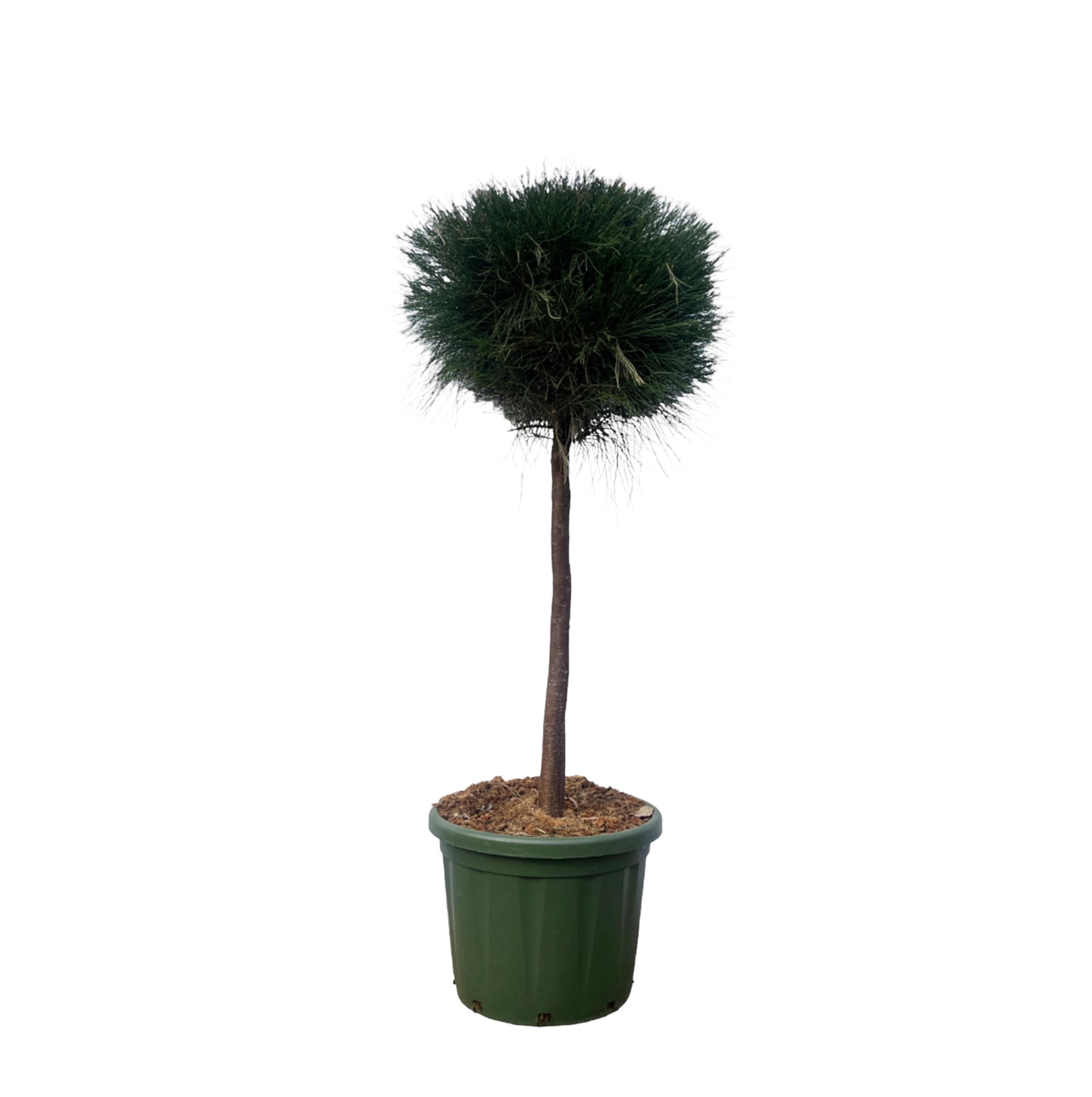 Pinus Cesarerina Kiefernbaum