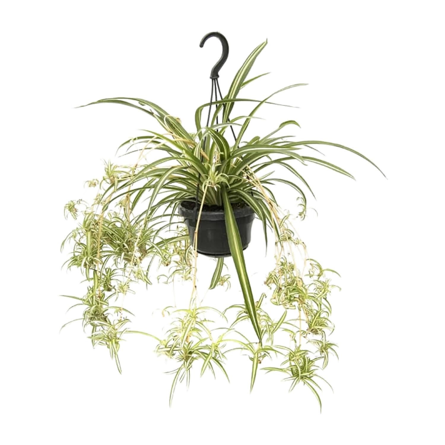 Chlorophytum Comosum Variegatum – Spinnenpflanze mit luftreinigender Wirkung