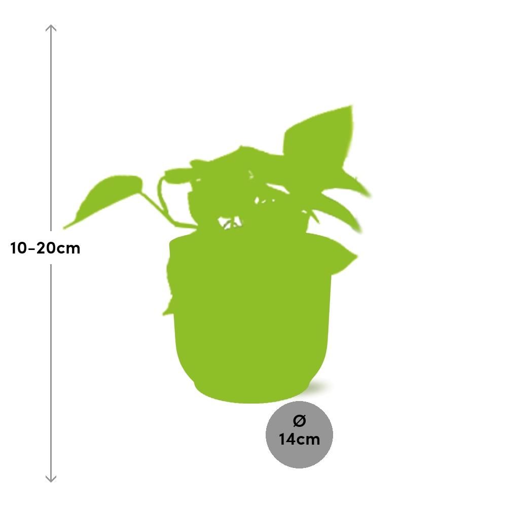 Goldener Efeutute Epipremnum Pinnatum in ELHO Vibes Fold Topf