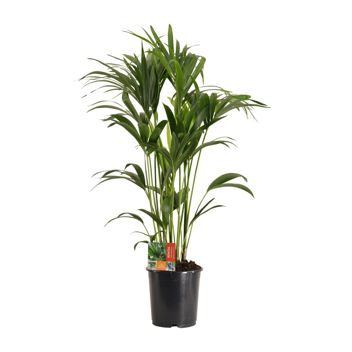 Elegante Kentia-Palme Howea Forsteriana