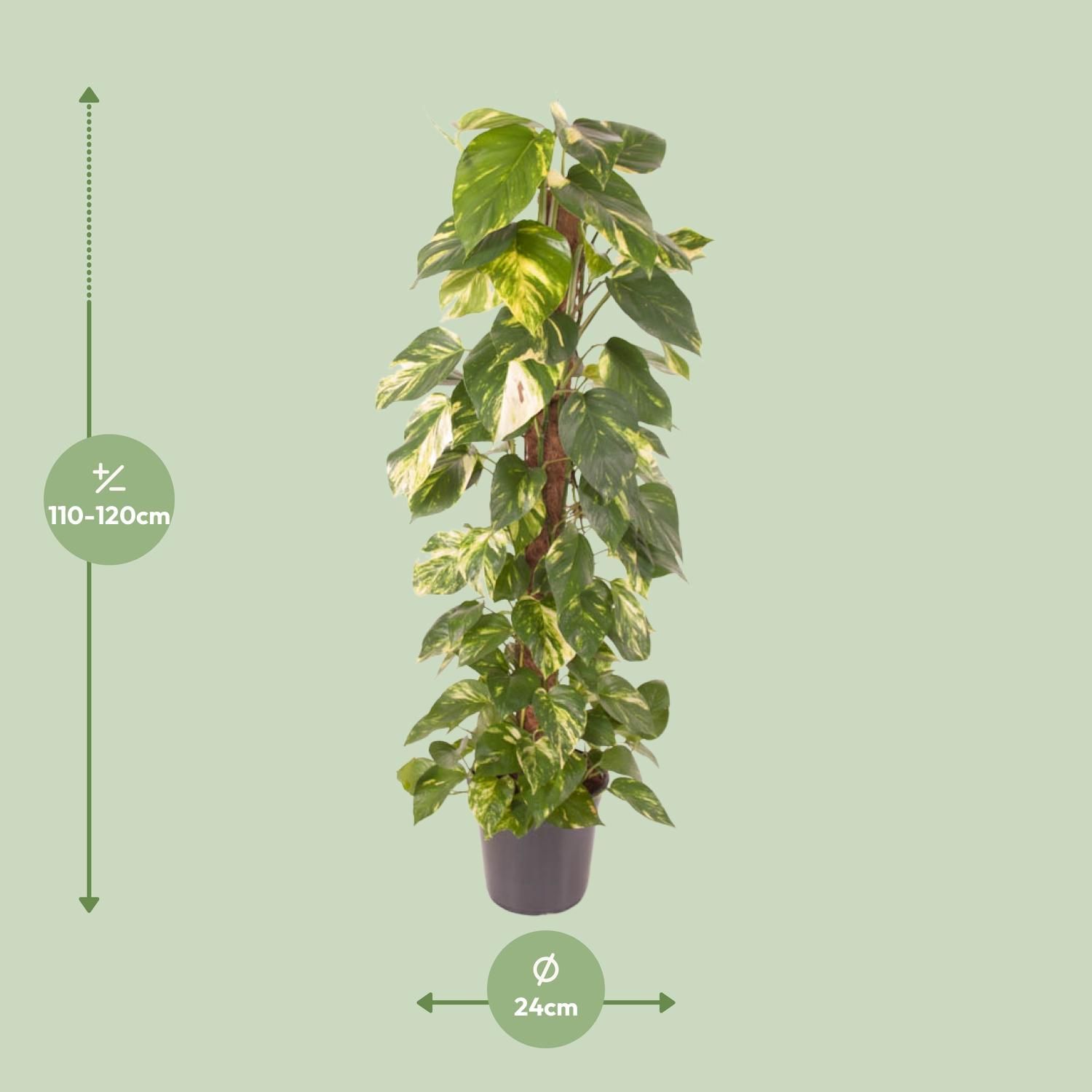 Epipremnum Pinnatum Goldener Efeu Zimmerpflanze
