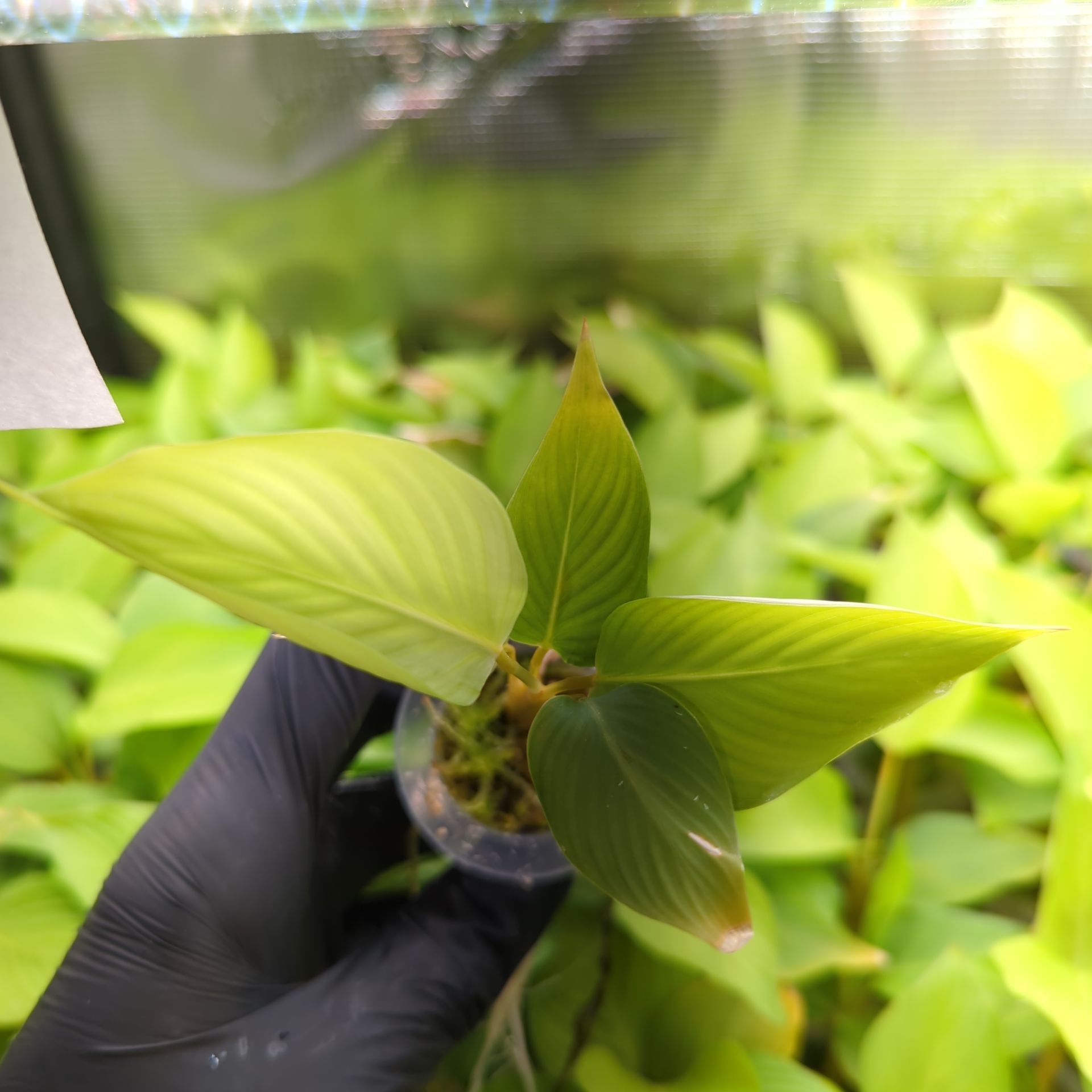 Calathea lutea + selbstbewässernder Übertopf