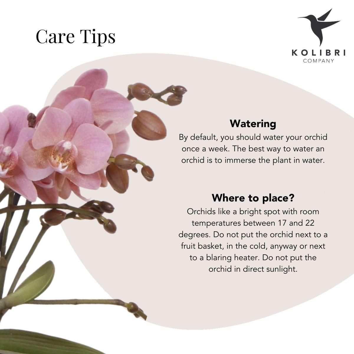 Phalaenopsis Orchidee Treviso in Silberner Zierpot
