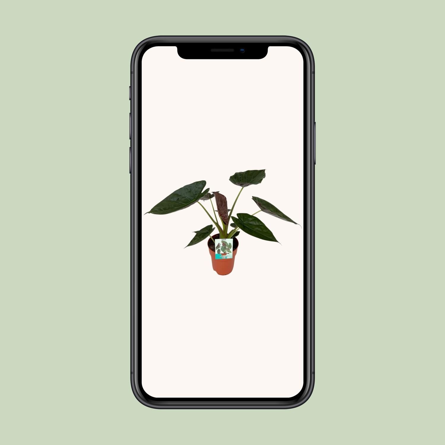 Alocasia Wentii Zimmerpflanze