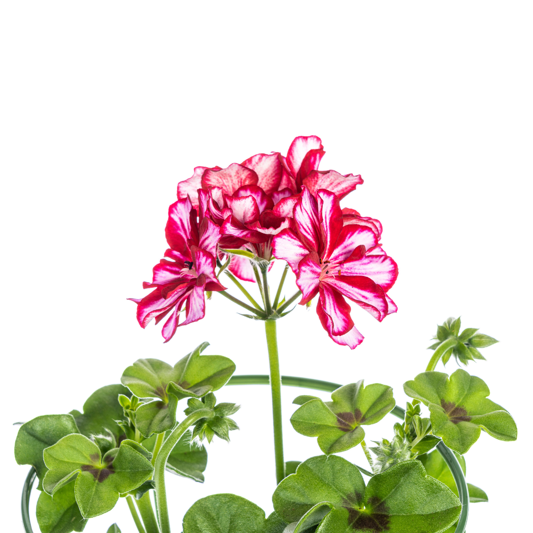 Pelargonium peltatum Mexica Ruby – Hängender Gartenklassiker