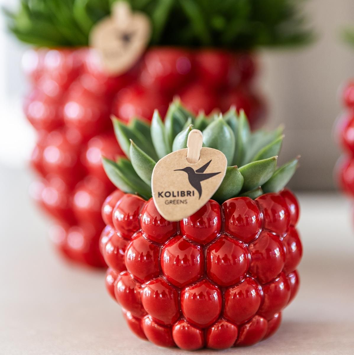 Keramiktopf Berry in Rot 6 cm