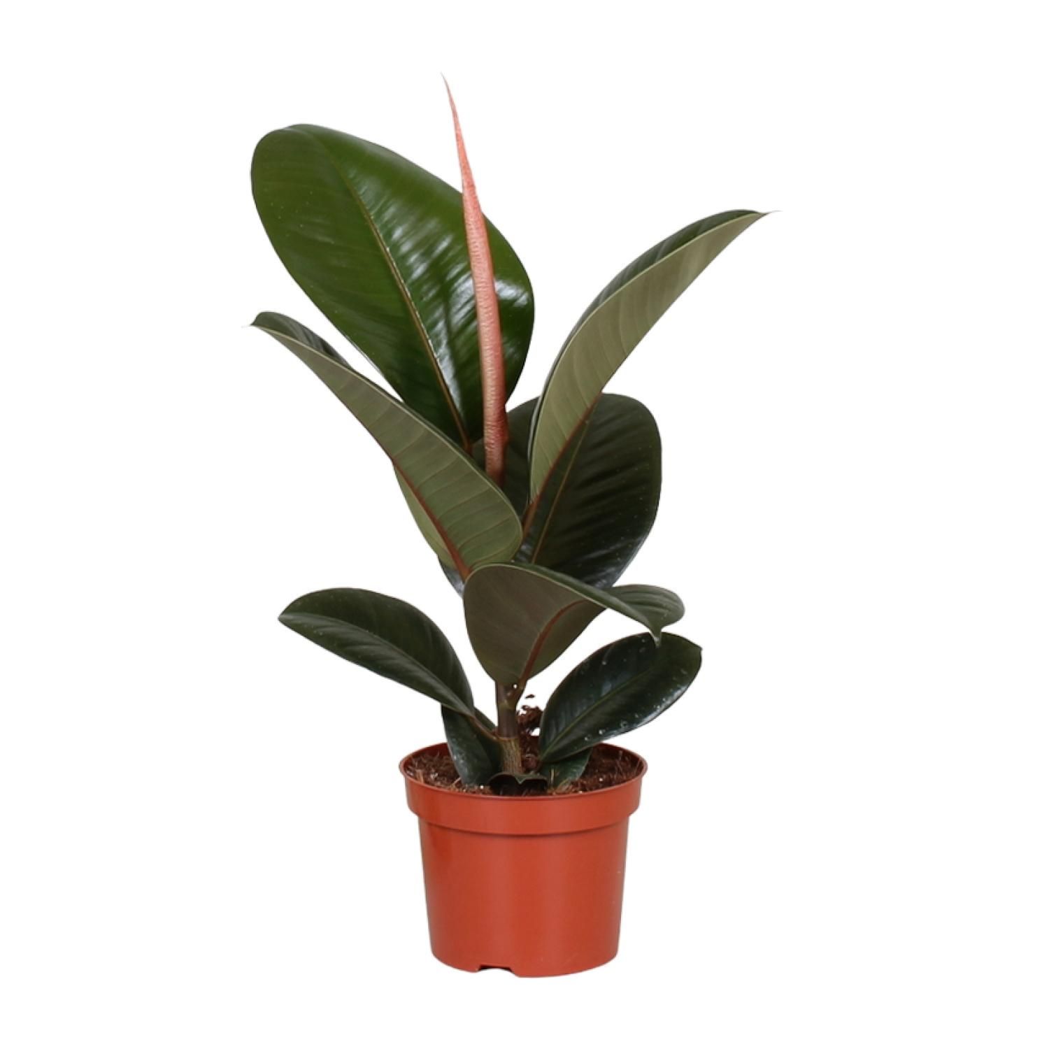 Ficus Elastica Robusta - eleganter Zimmerbaum