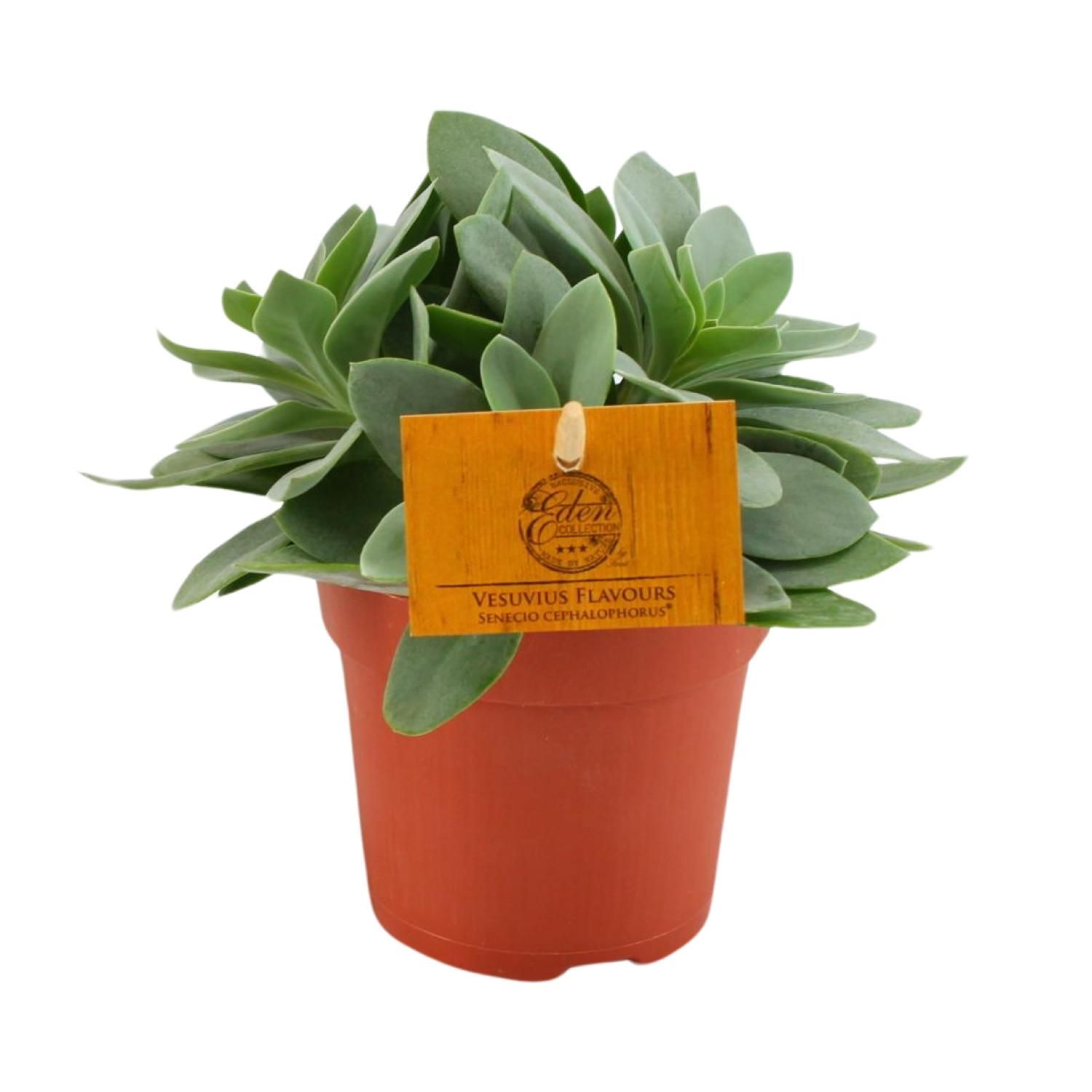 Senecio Cephalophorus – Zimmerpflanze – Ø10,5cm – ↕15cm
