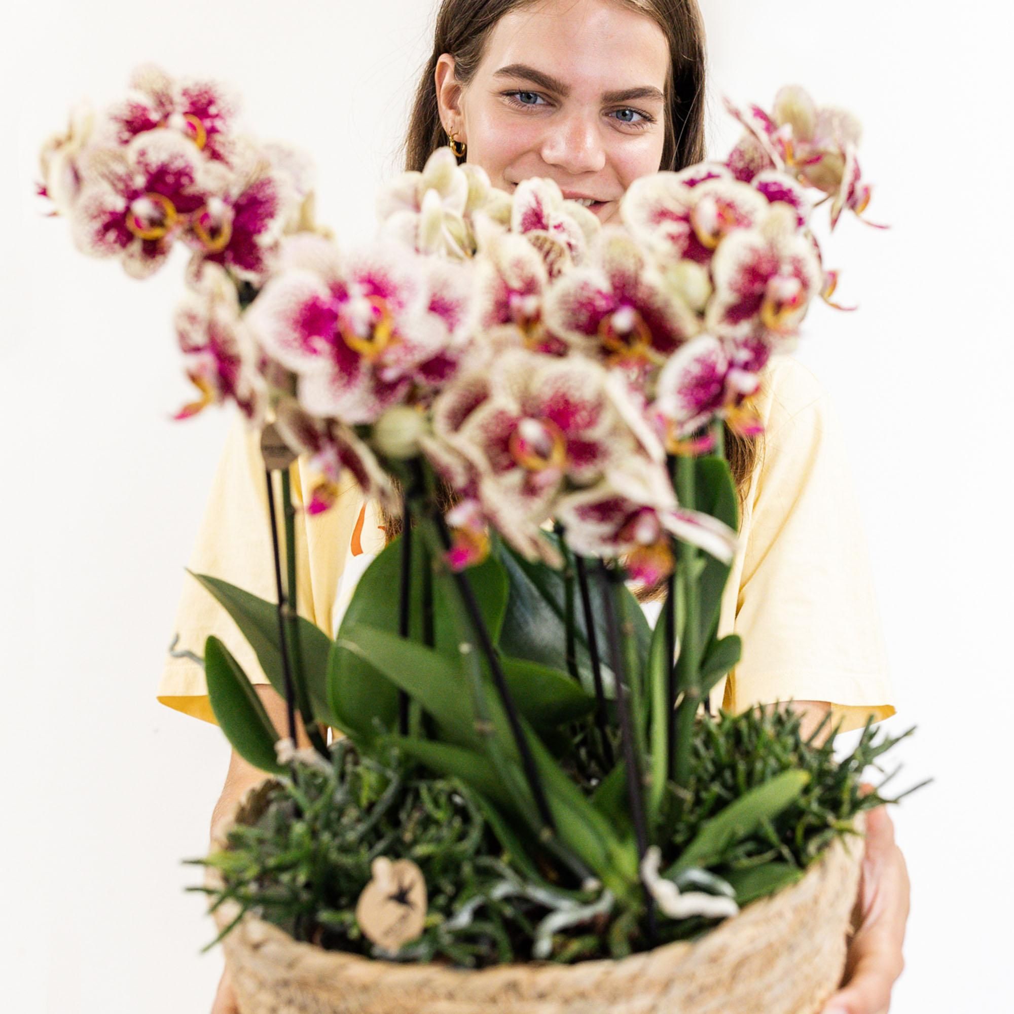 Kolibri Home Orchideen-Einlage mit Wasserreservoir