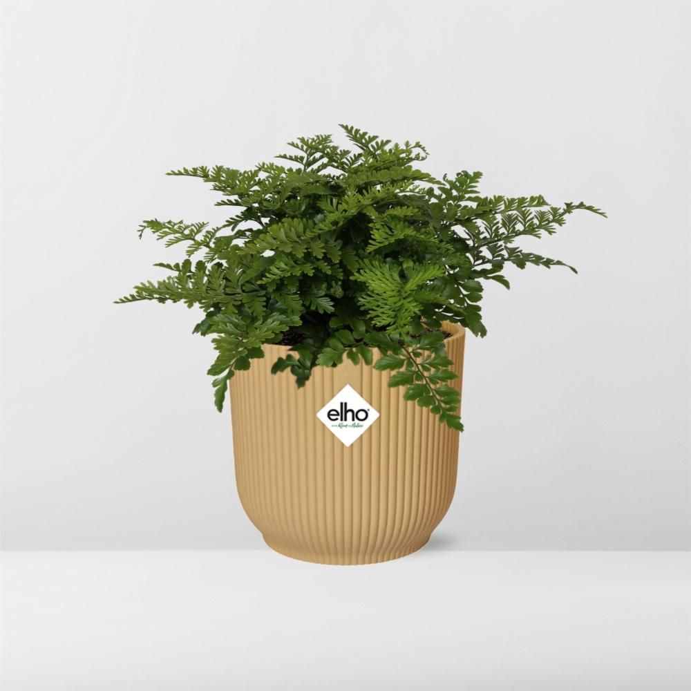 Asplenium Parvati Zimmerpflanze in dekorativem ELHO Vibes Fold Topf