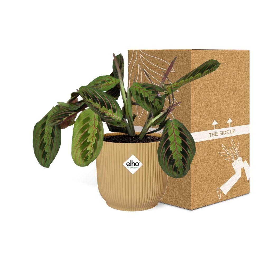 Maranta Leuconeura Faszinierende Gebetspflanze