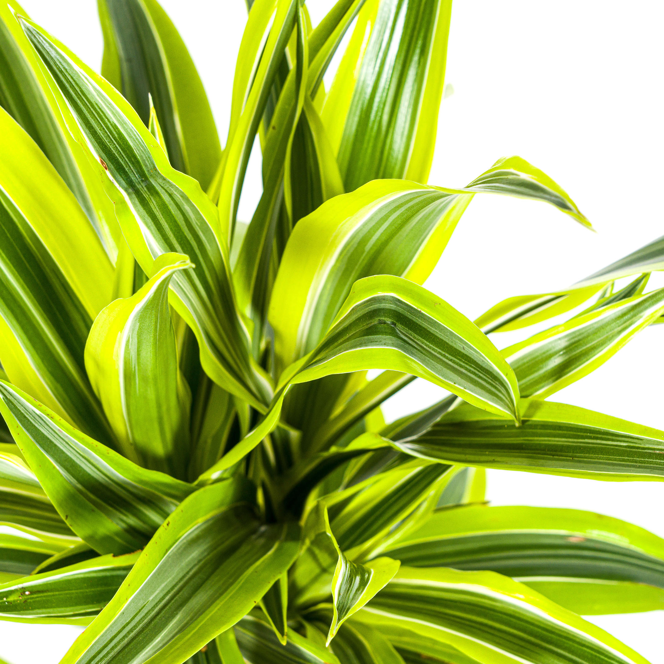 Dracaena Deremensis Lemon Lime – Ø19cm – ↕70-90cm