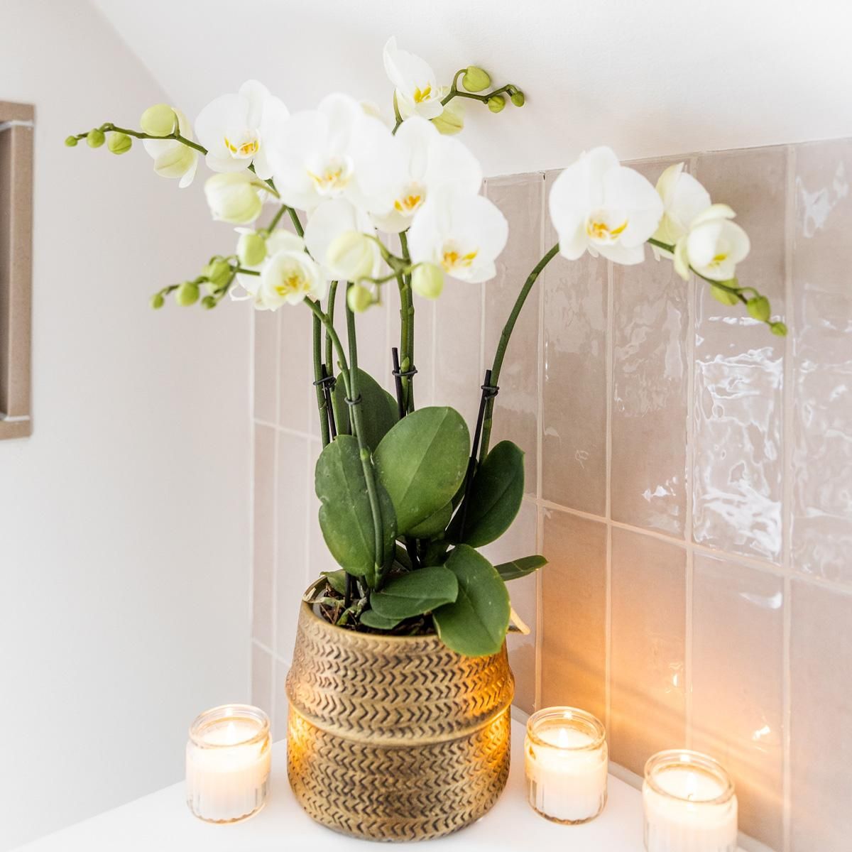 Weiße Phalaenopsis Orchidee in stilvollem Groove-Ziertopf