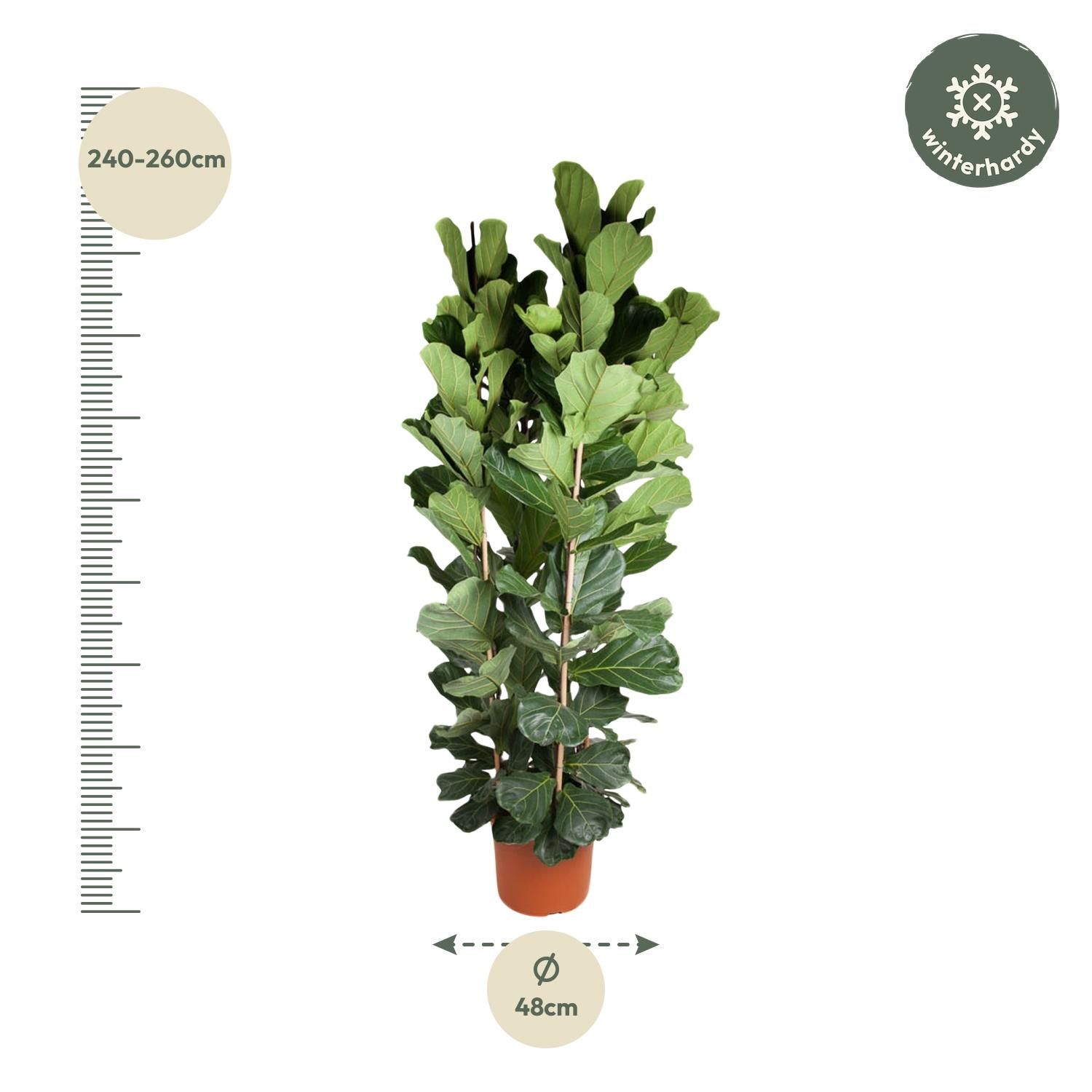 Ficus Lyrata Geigenfeige Zimmerpflanze