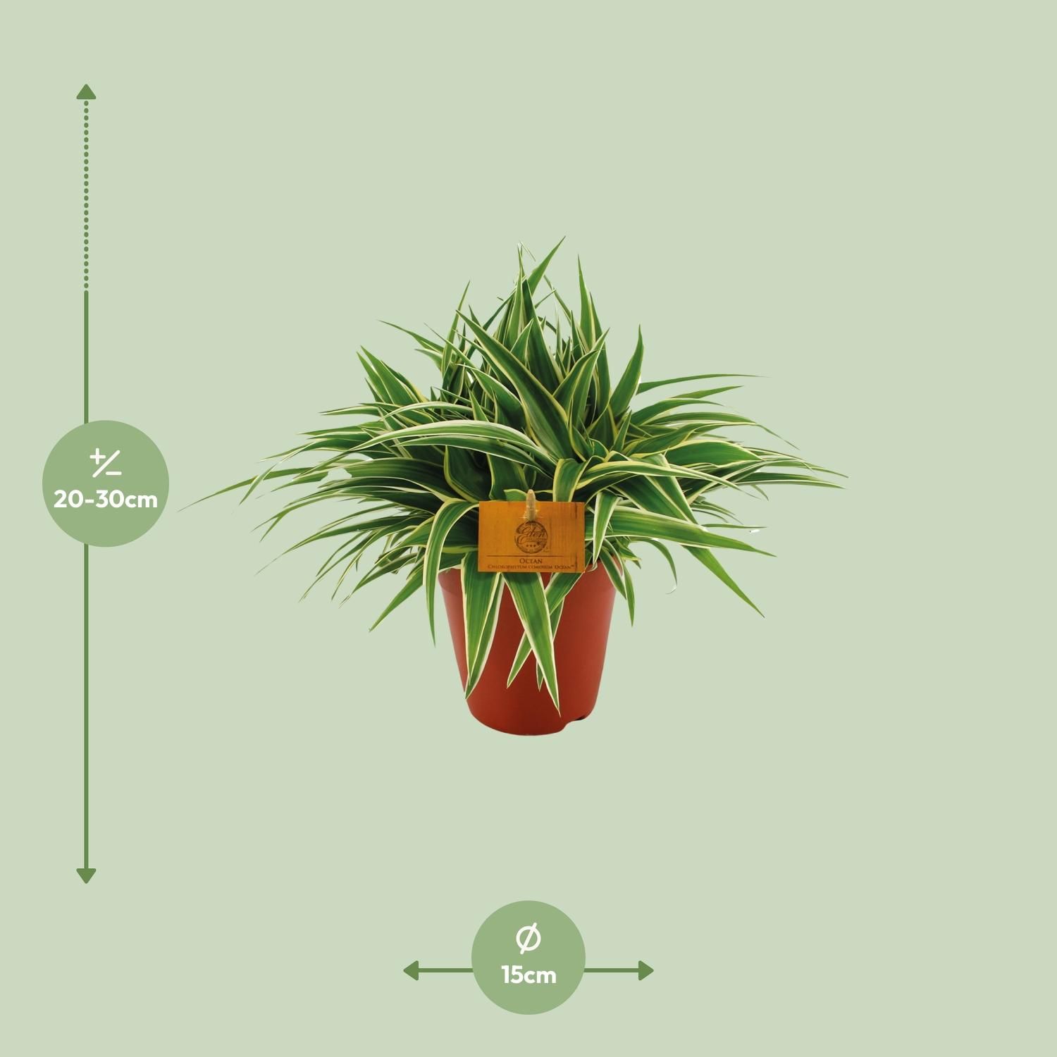 Chlorophytum Ocean Zimmerpflanze