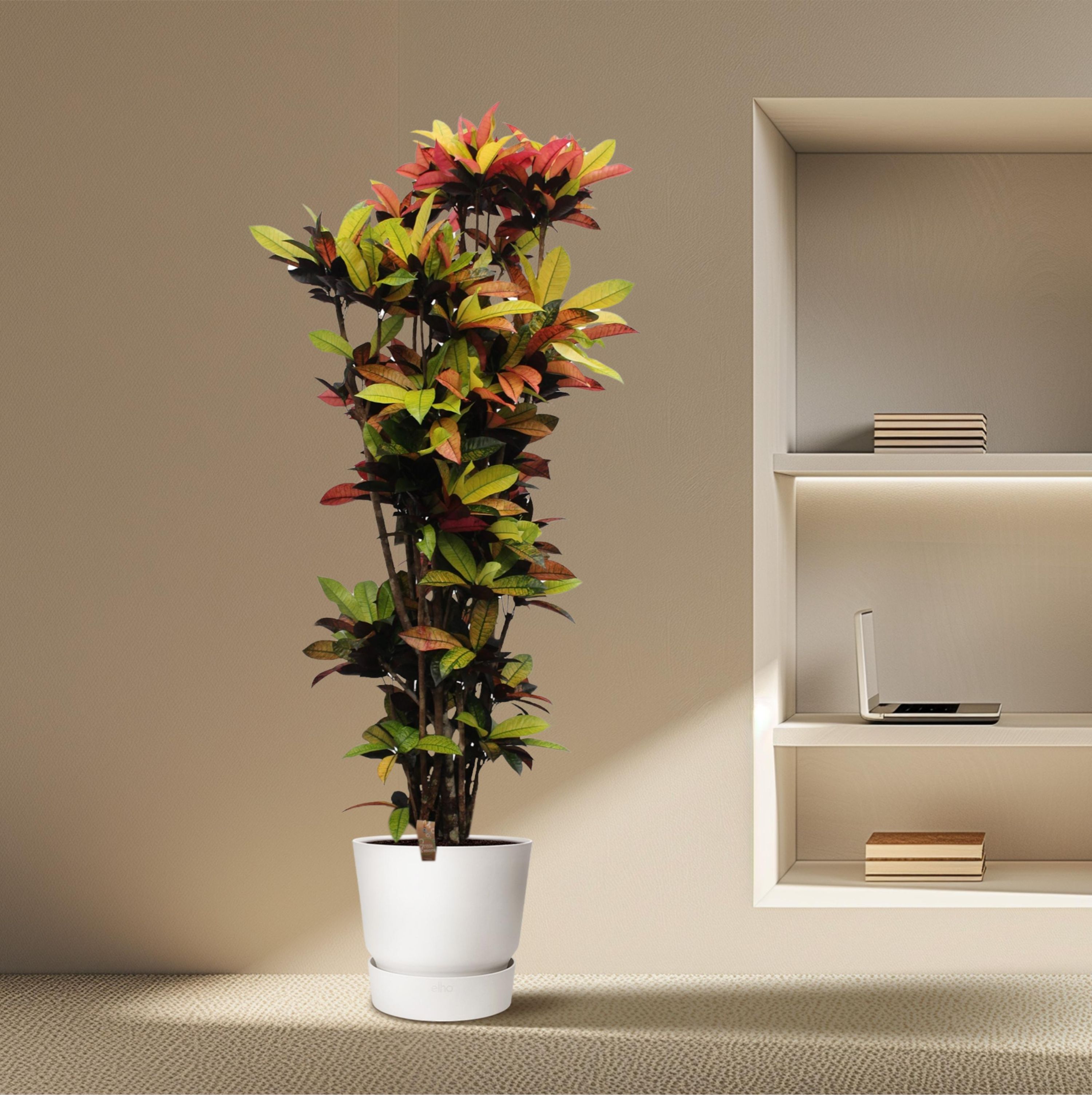 Codiaeum Iceton - farbenprächtige Zimmerpflanze