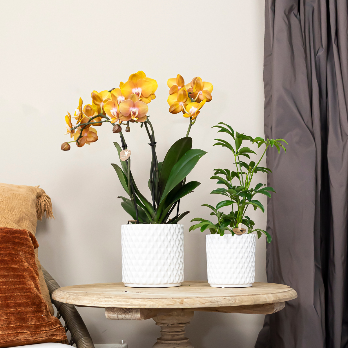 COMBI DEAL 4 Phalaenopsis Orchideen – Blühende Zimmerpflanzen – Topf Ø12cm