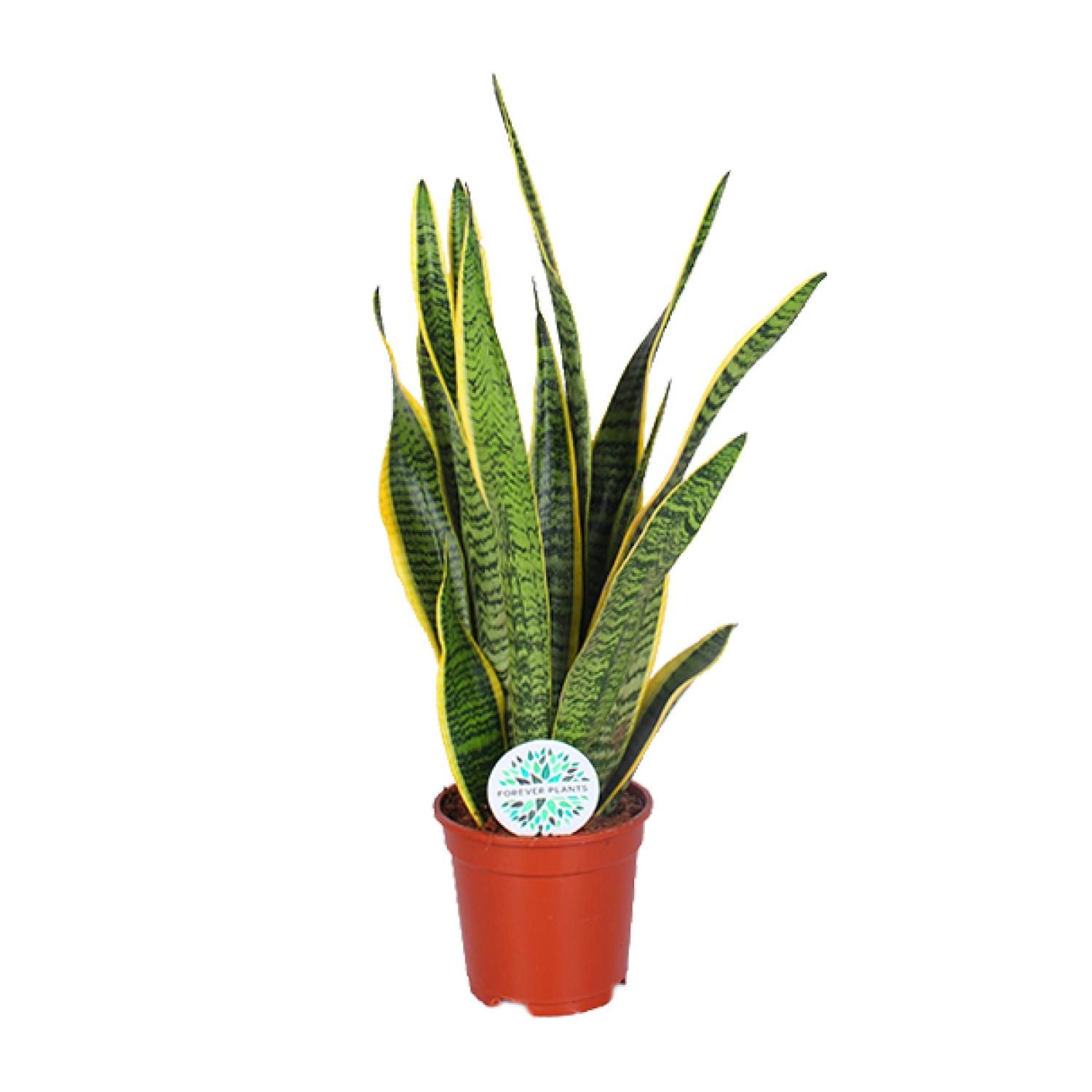 Sansevieria Laurentii - Pflegleichte Schlangenpflanze mit Luftreinigung
