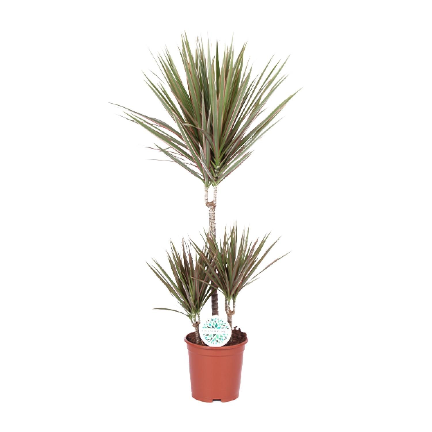 Dracaena Bicolor – Exotischer Drachenbaum mit luftreinigenden Blättern