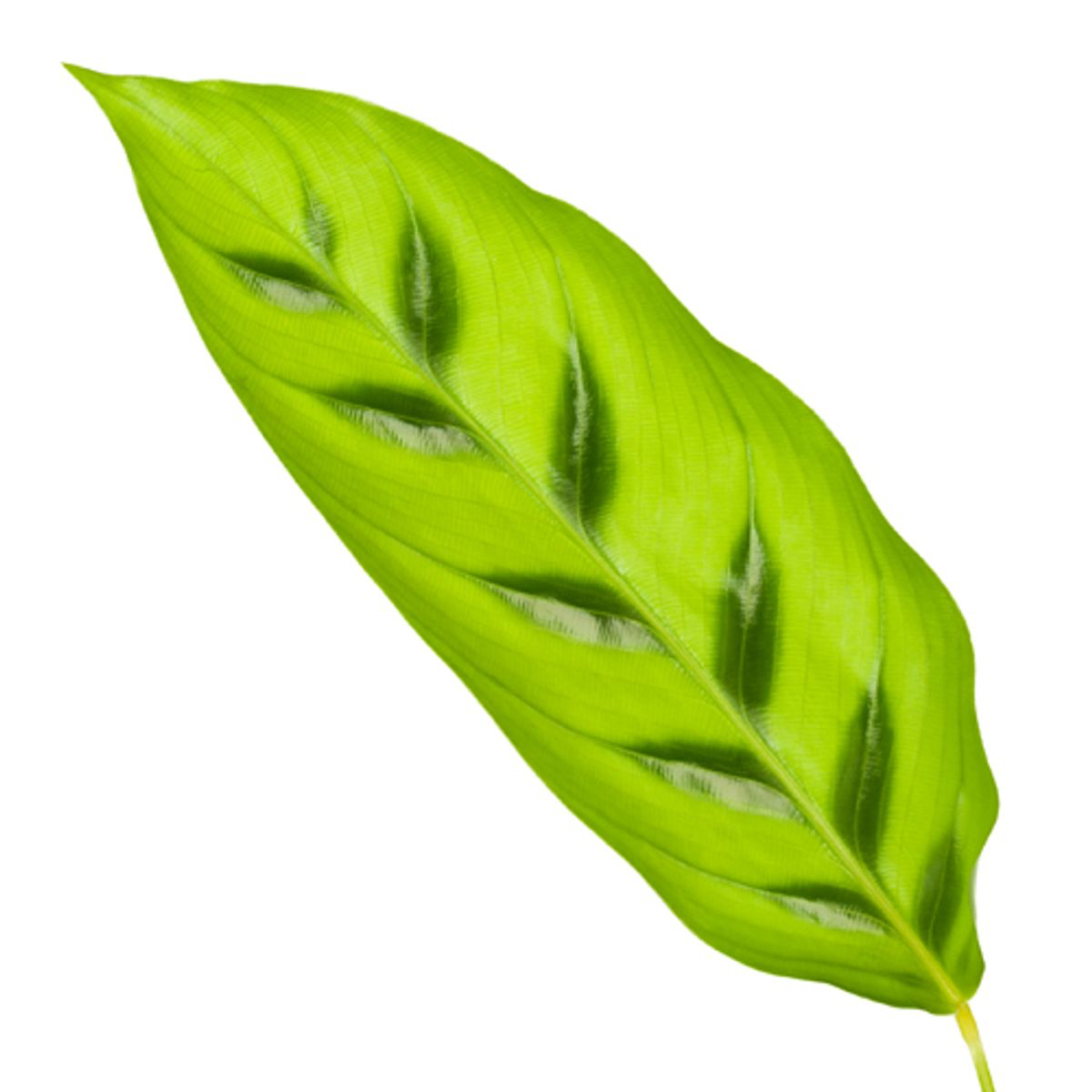 Calathea Leopardina Zimmerpflanze