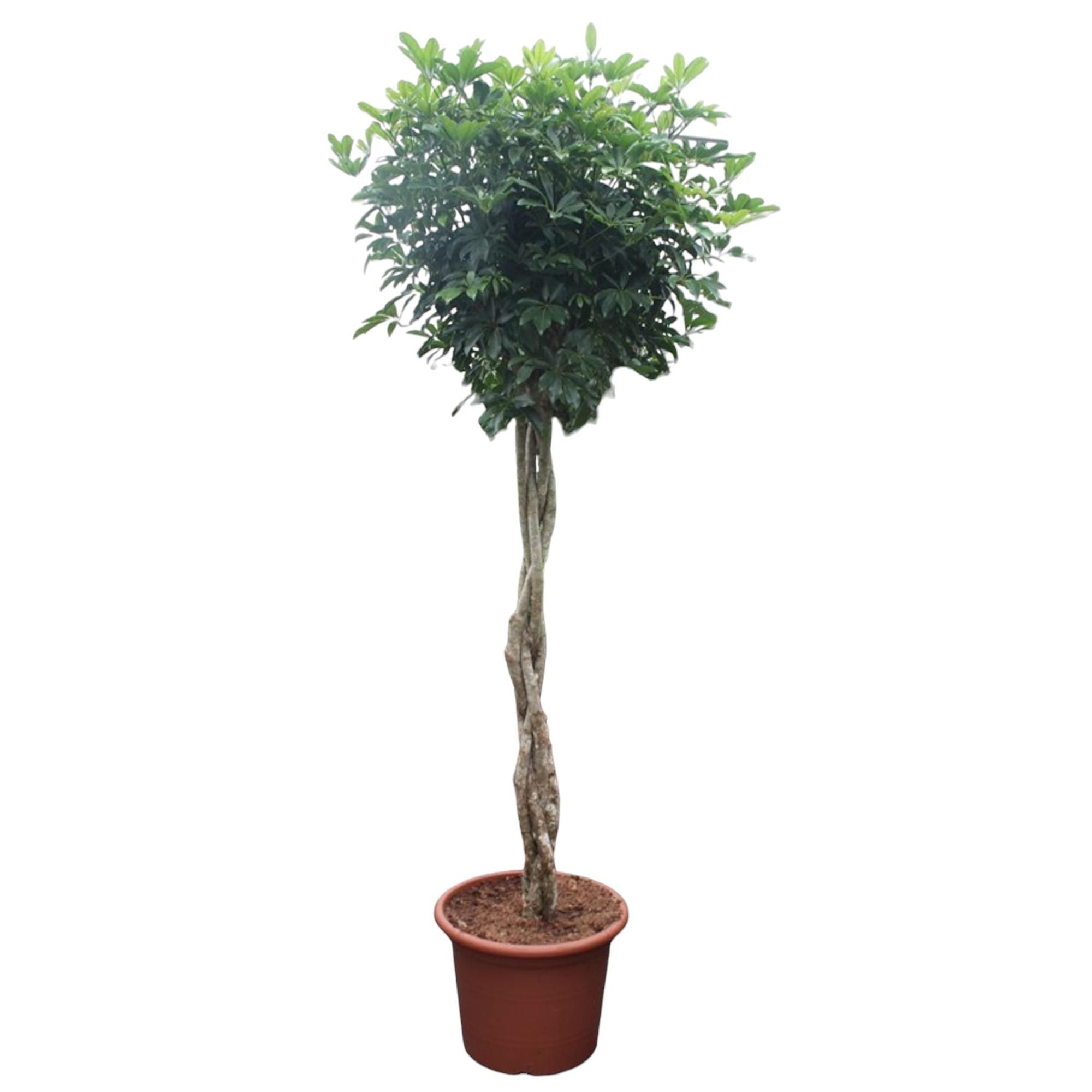 Schefflera Arboricola Compacta Zimmerpflanze mit geflochtenem Stamm
