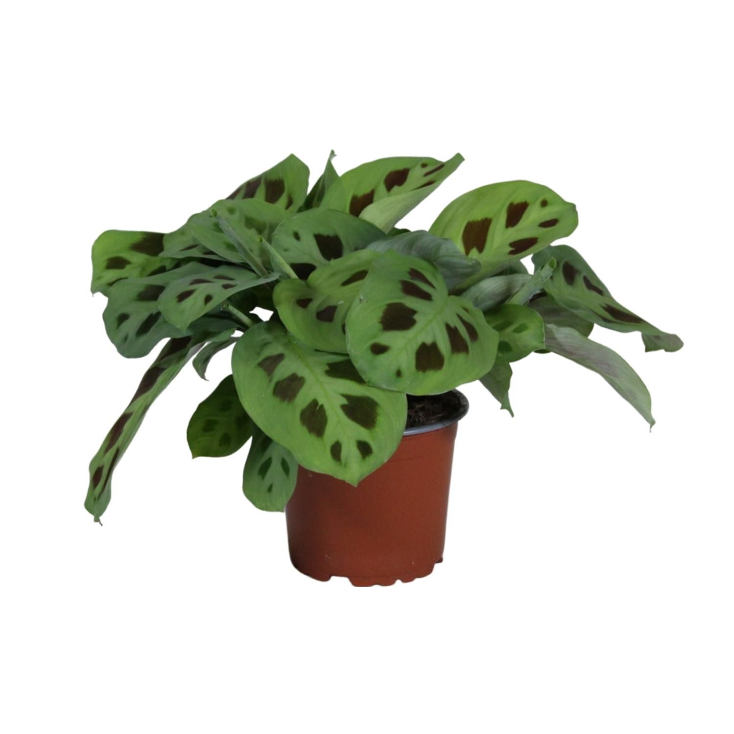 Maranta Leuconeura Kerchoveana Zimmerpflanze