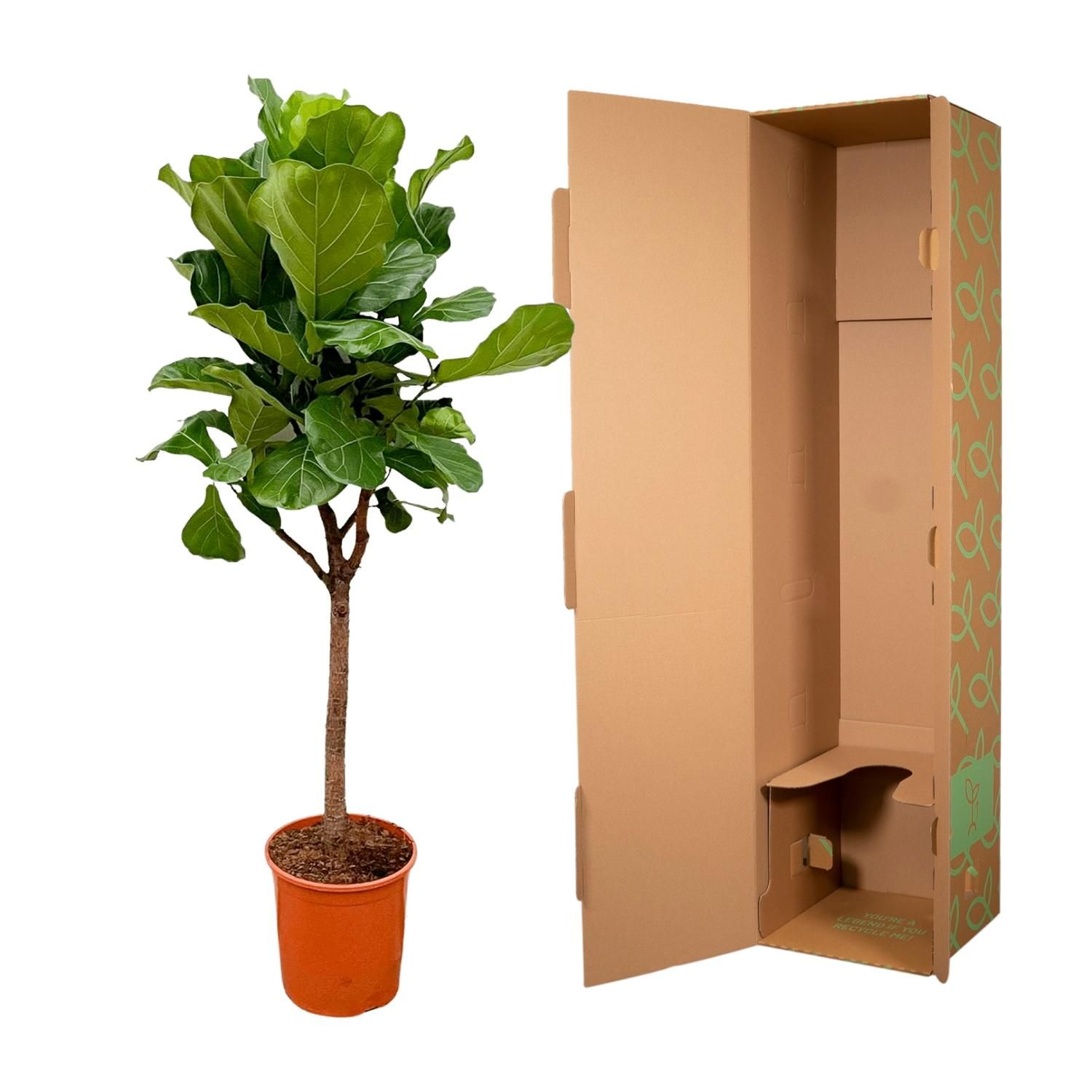 Ficus Lyrata Geigenfeige Zimmerpflanze