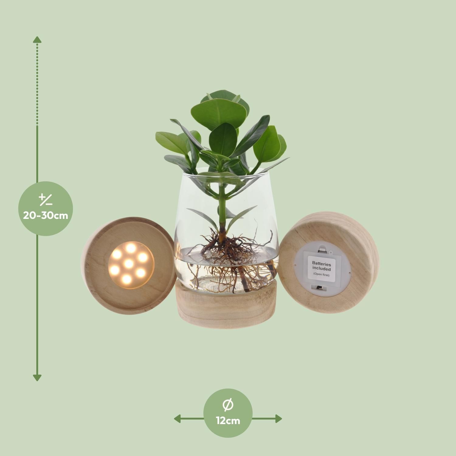 Clusia Hydroponische Zimmerpflanze mit LED im Glas