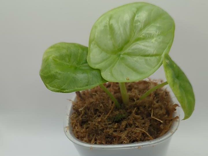 Alocasia baginda Silver Dragon