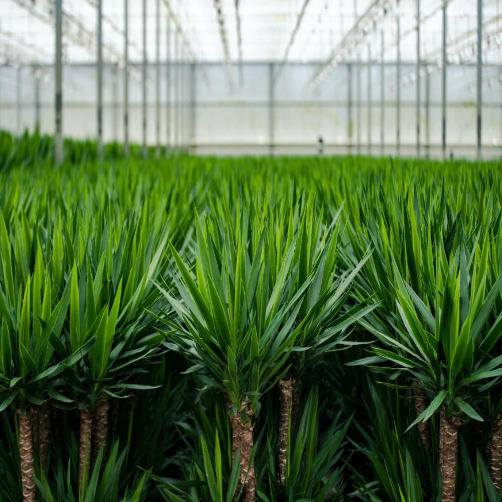 Yucca Palmlilie Zimmerpflanze – Robust & Pflegeleicht