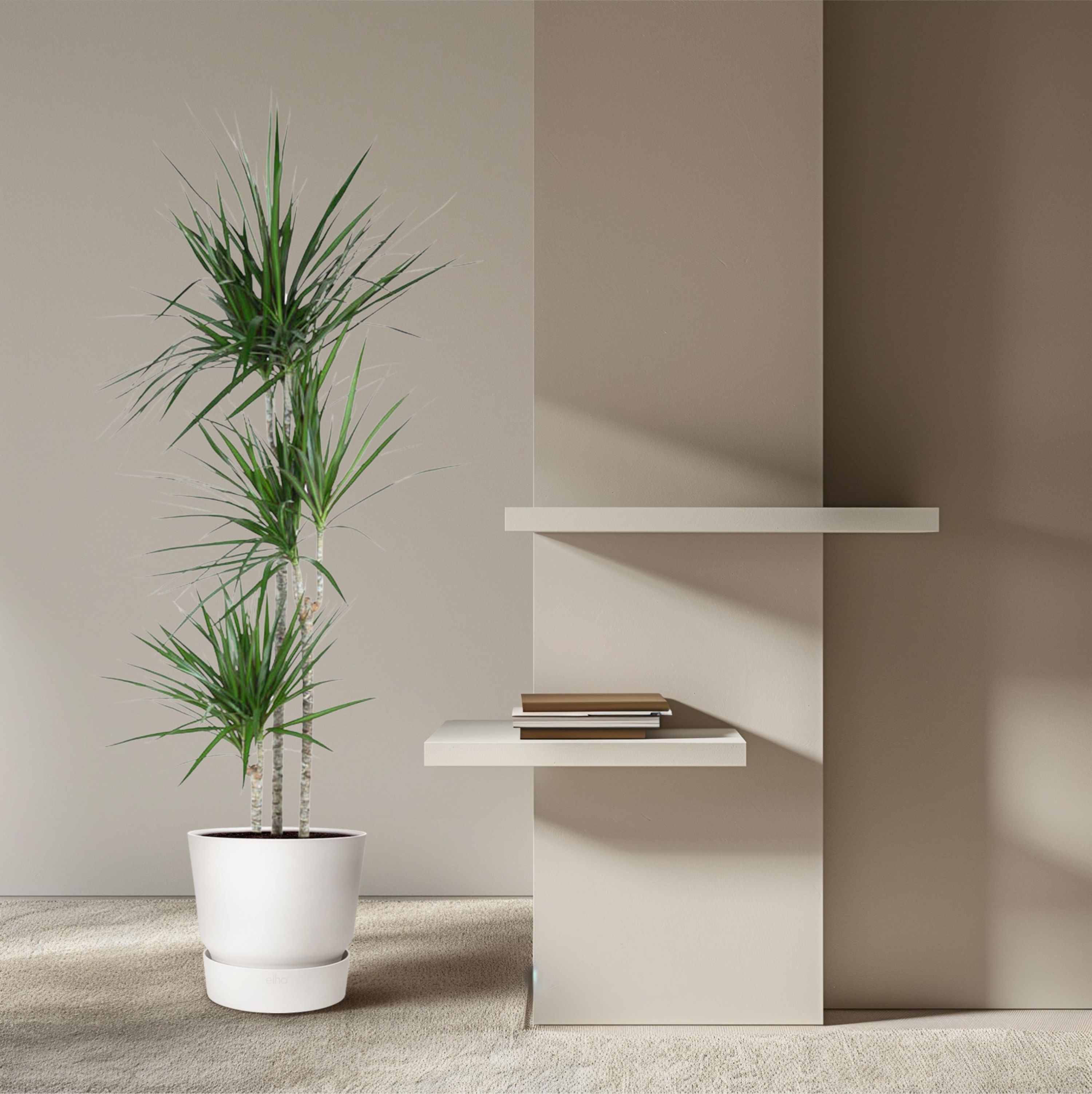Dracaena Marginata eleganter Zimmerbaum