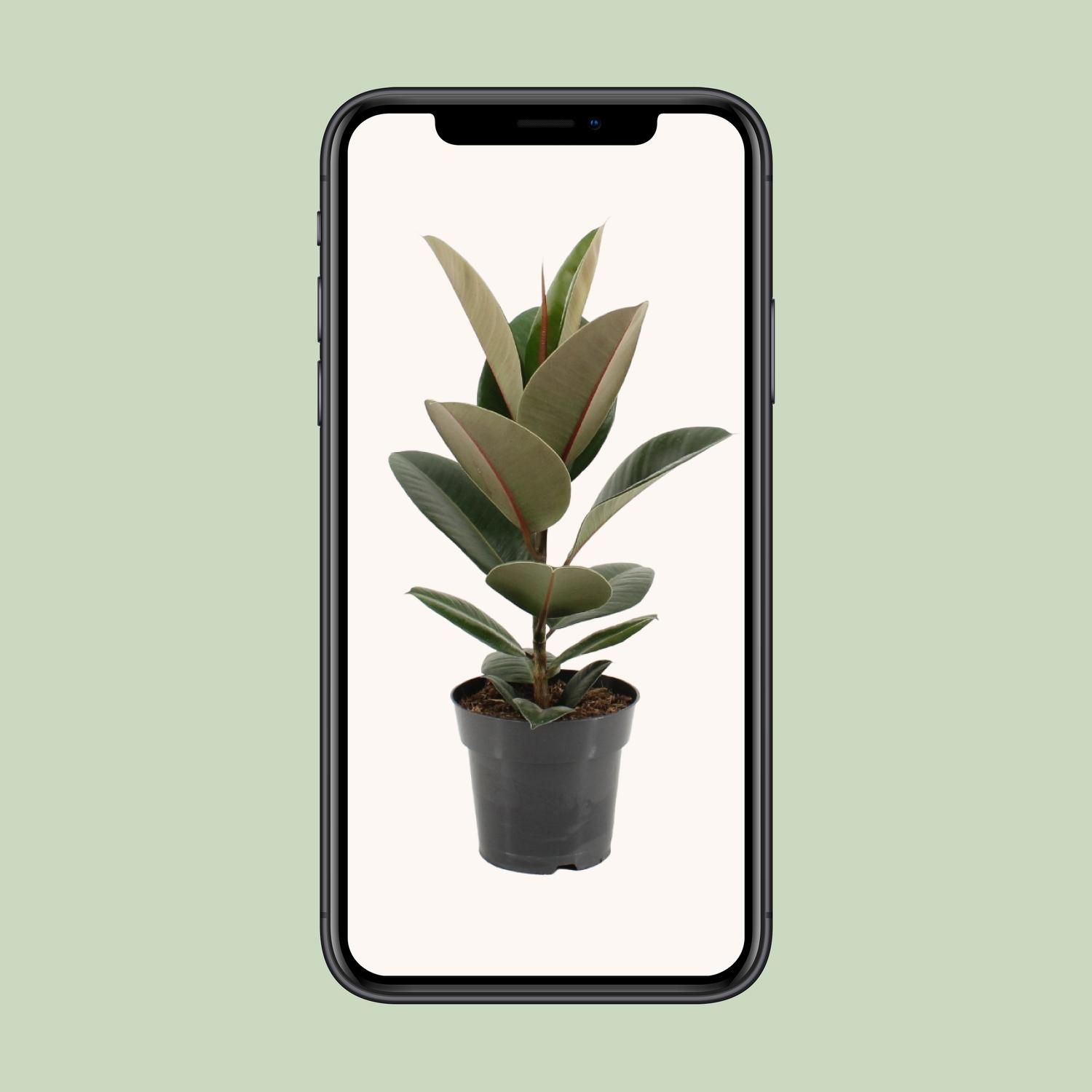 Ficus Elastica Robusta - Gummibaum Zimmerpflanze