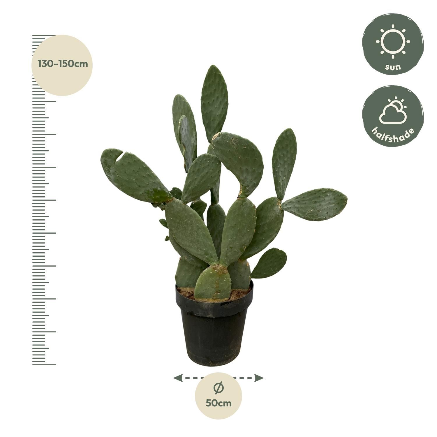 Opuntia Ficus Indica Kaktus