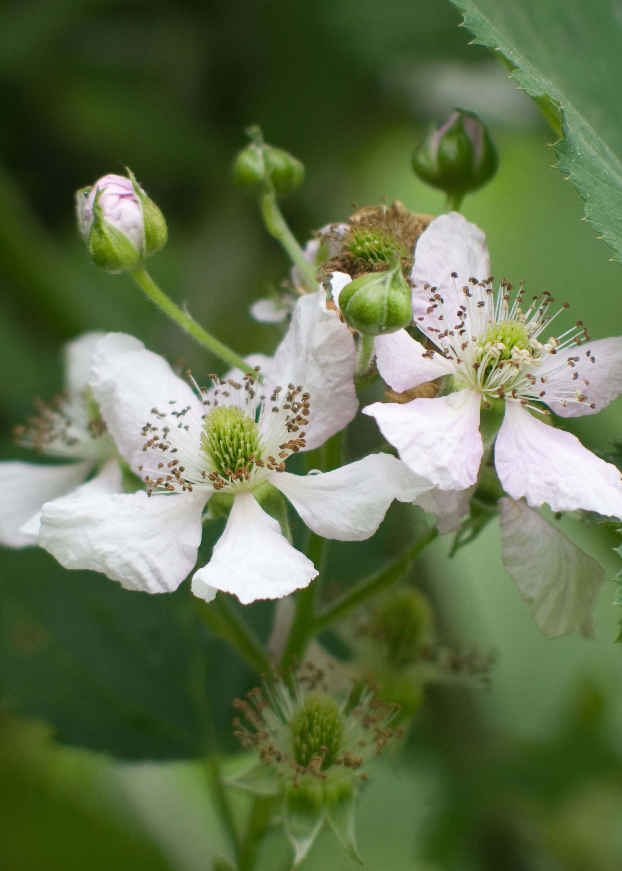 Dornenlose Brombeere Rubus fruticosus für Garten und Terrasse