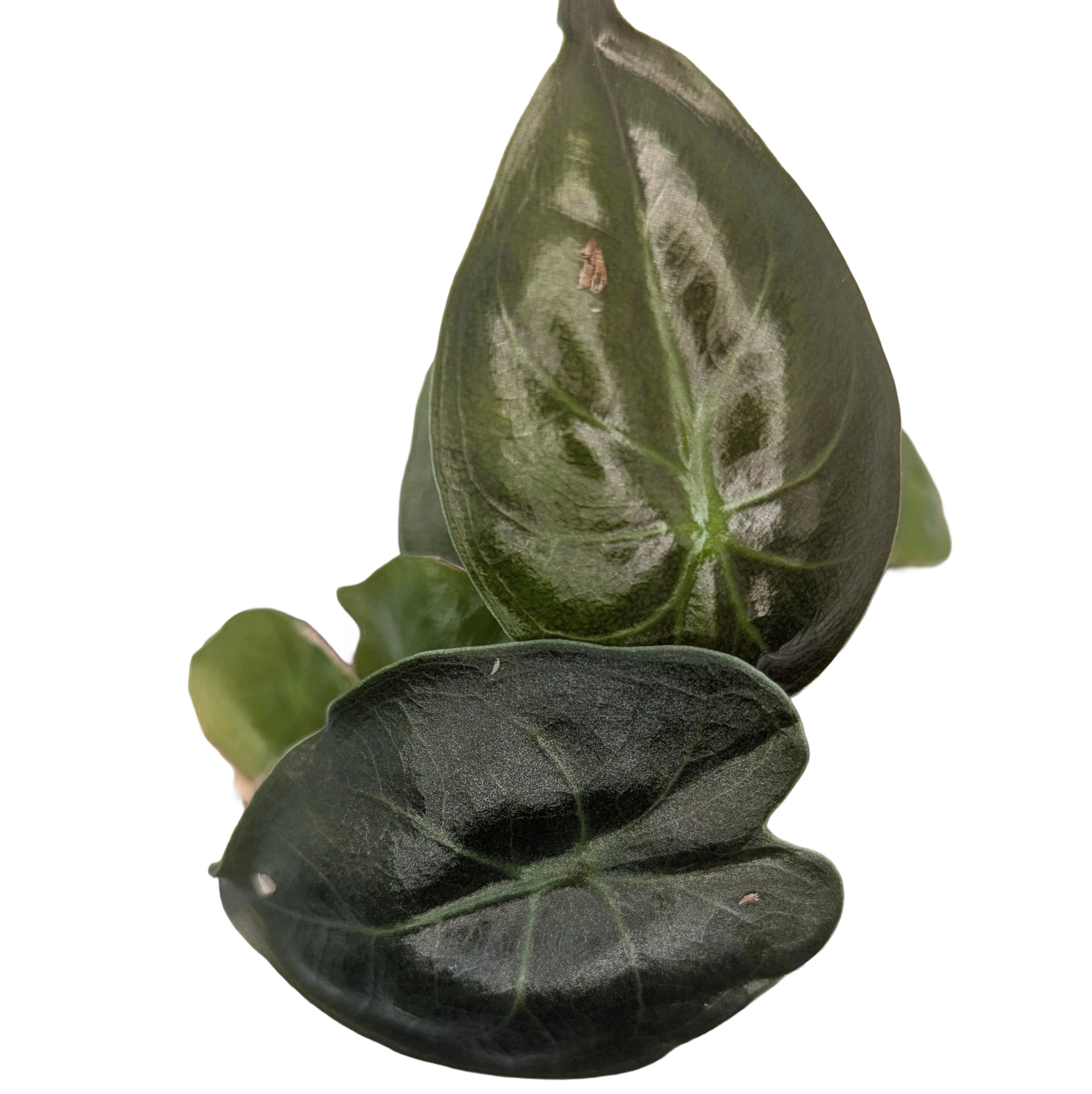 Alocasia wentii + selbstbewässernder Übertopf