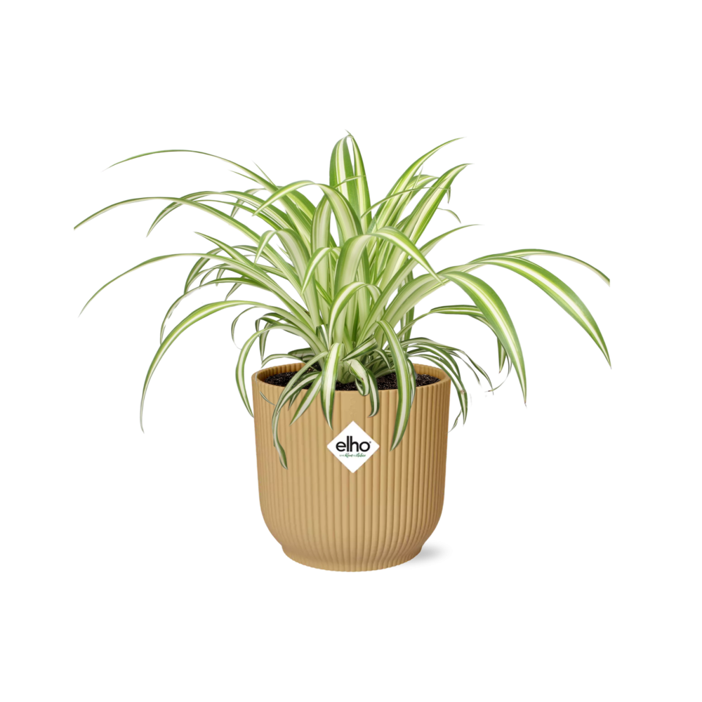 Spinnenpflanze Chlorophytum in stylischem ELHO Übertopf