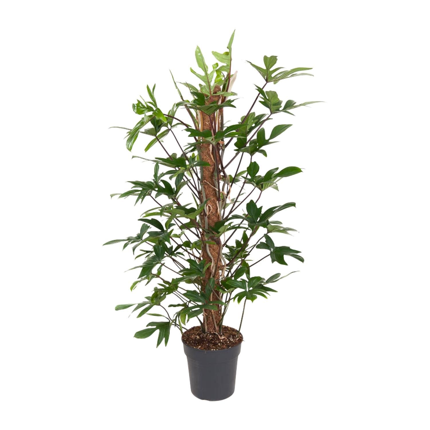 Philodendron Pedatum Zimmerpflanze