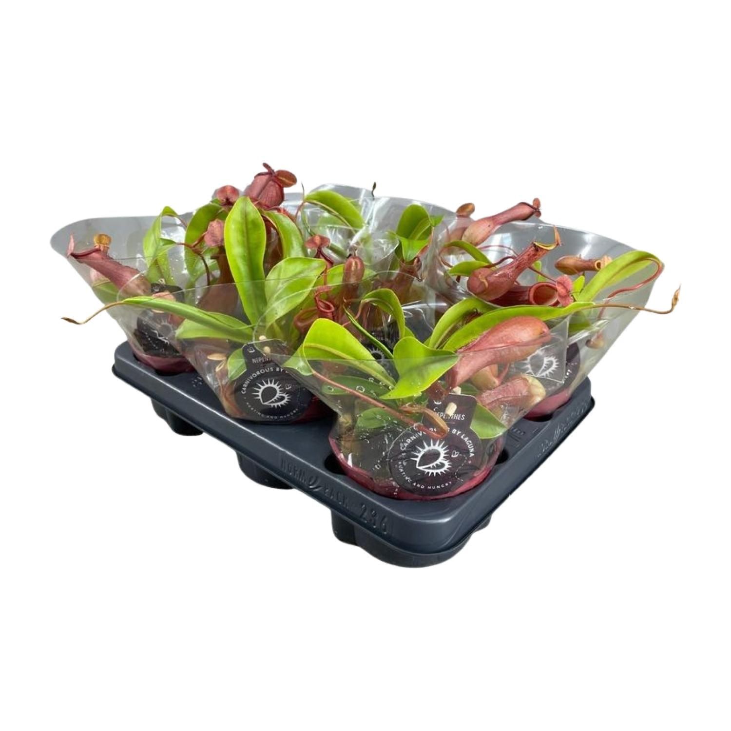 Nepenthes Alata Kannenpflanze