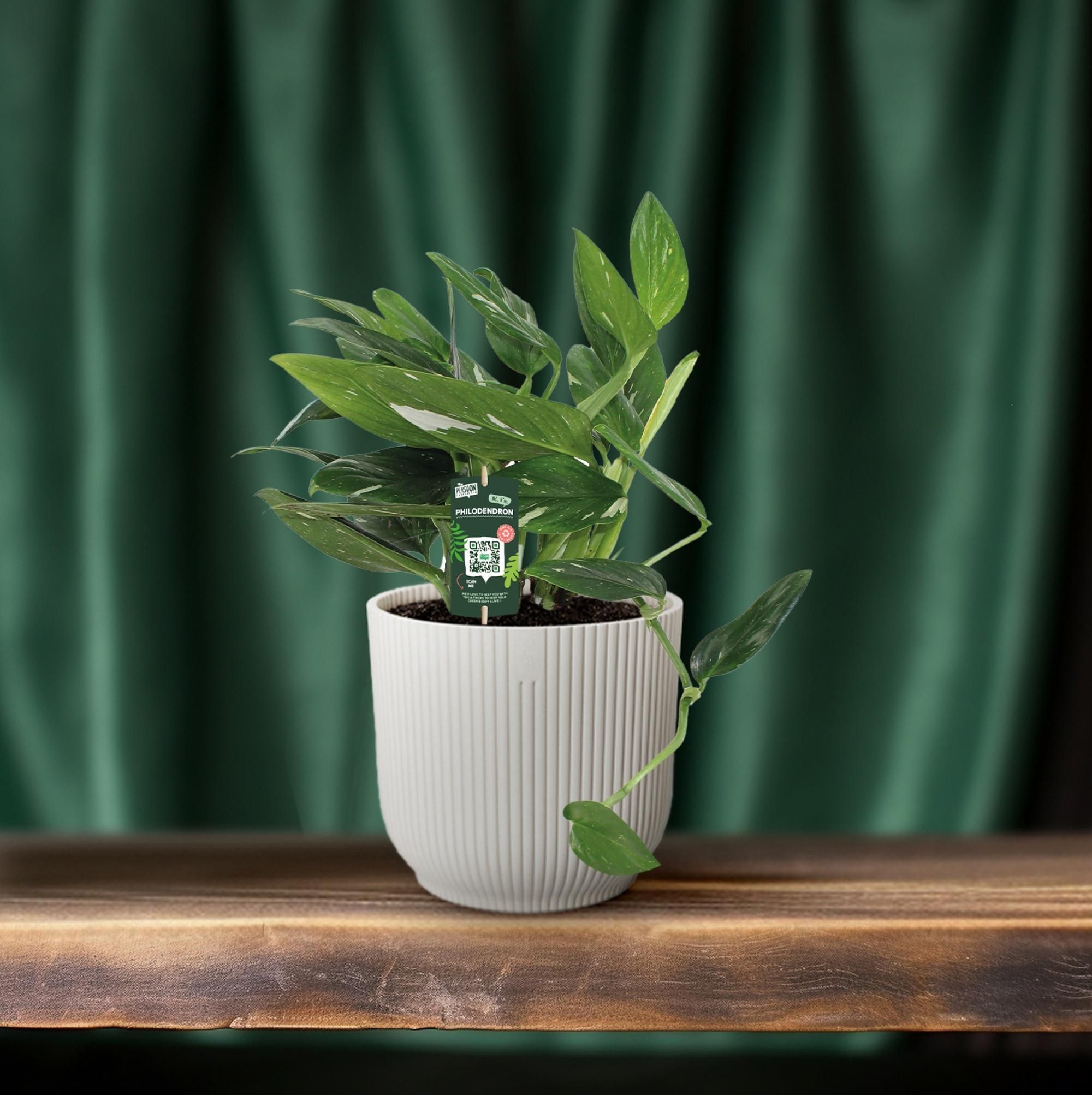 Philodendron Cobra – Luftreinigende Zimmerpflanze mit glänzendem Laub