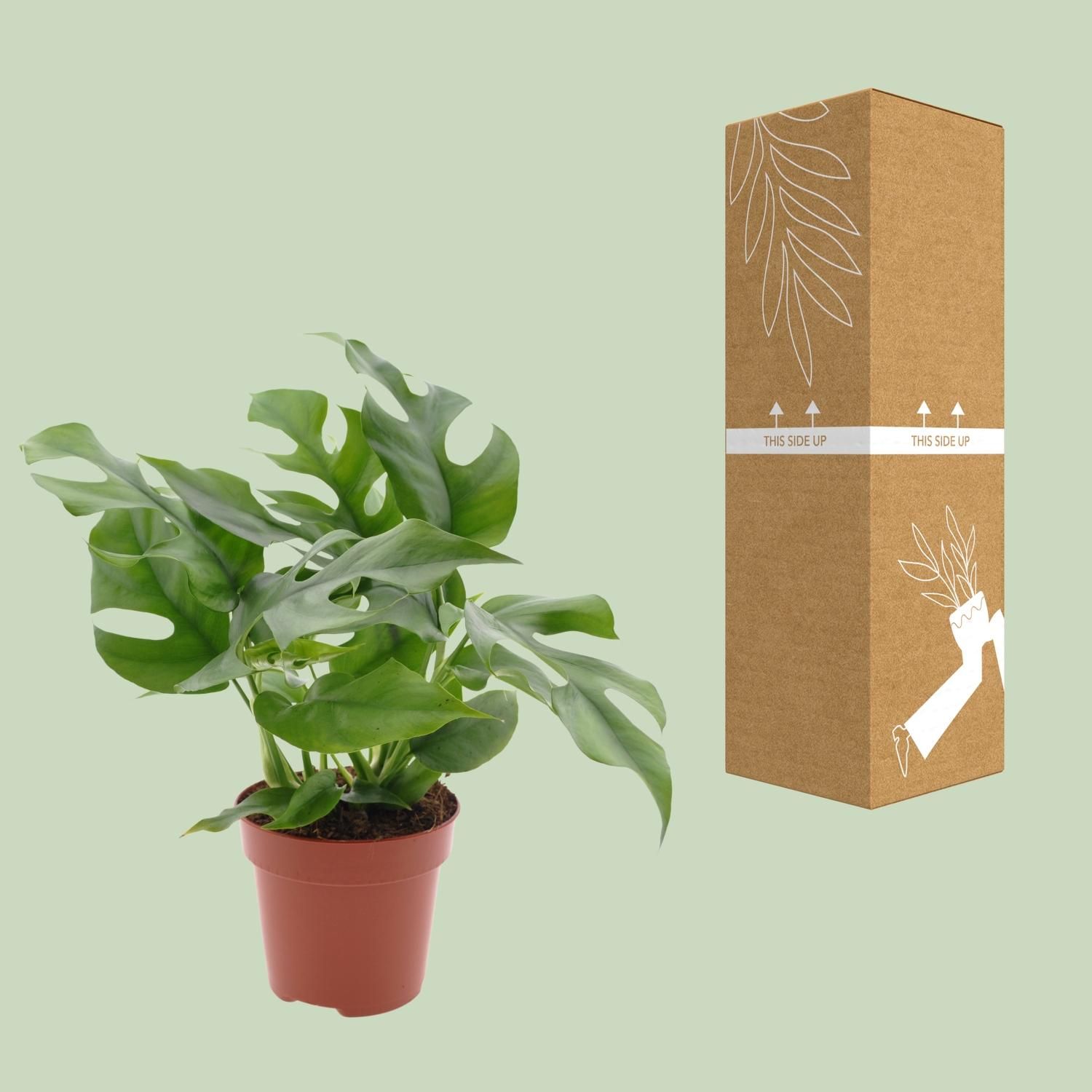 Monstera Minima Zimmerpflanze