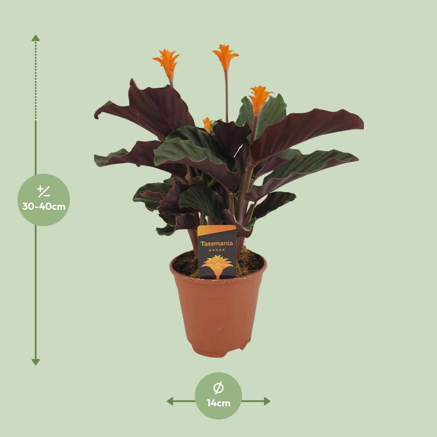 Calathea Crocata Zimmerpflanze mit buntem Laub