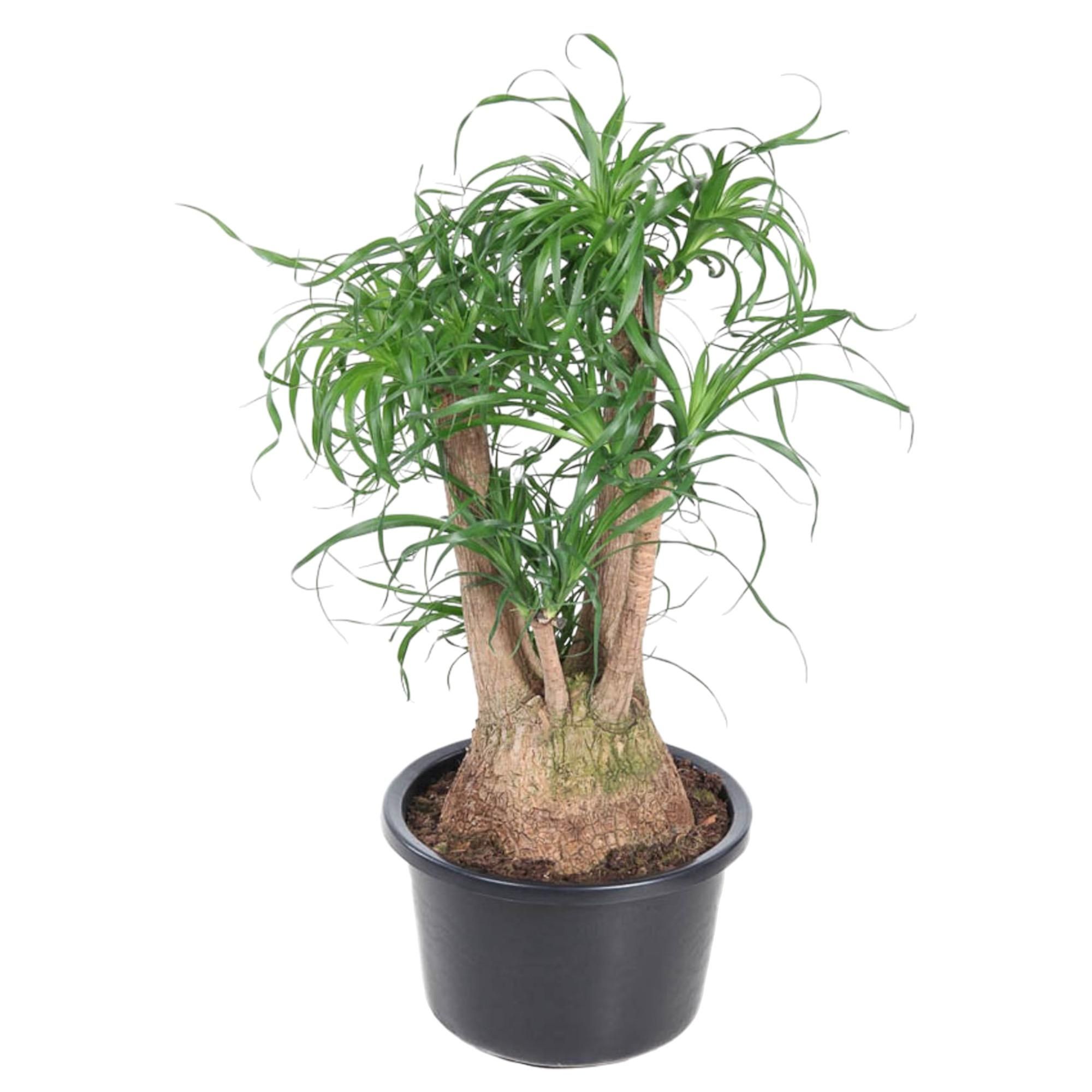 Beaucarnea verzweigt – Exotischer Zimmerbaum